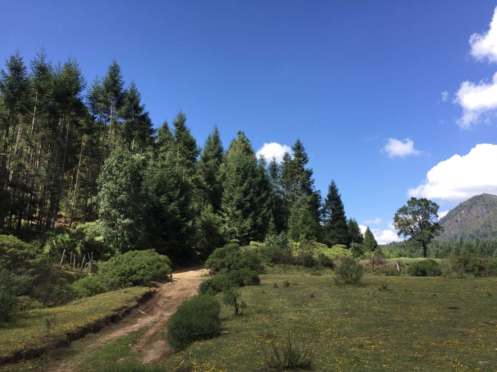 Apple iPhone 6 sample photo. Path, zirahuen, morelia photography