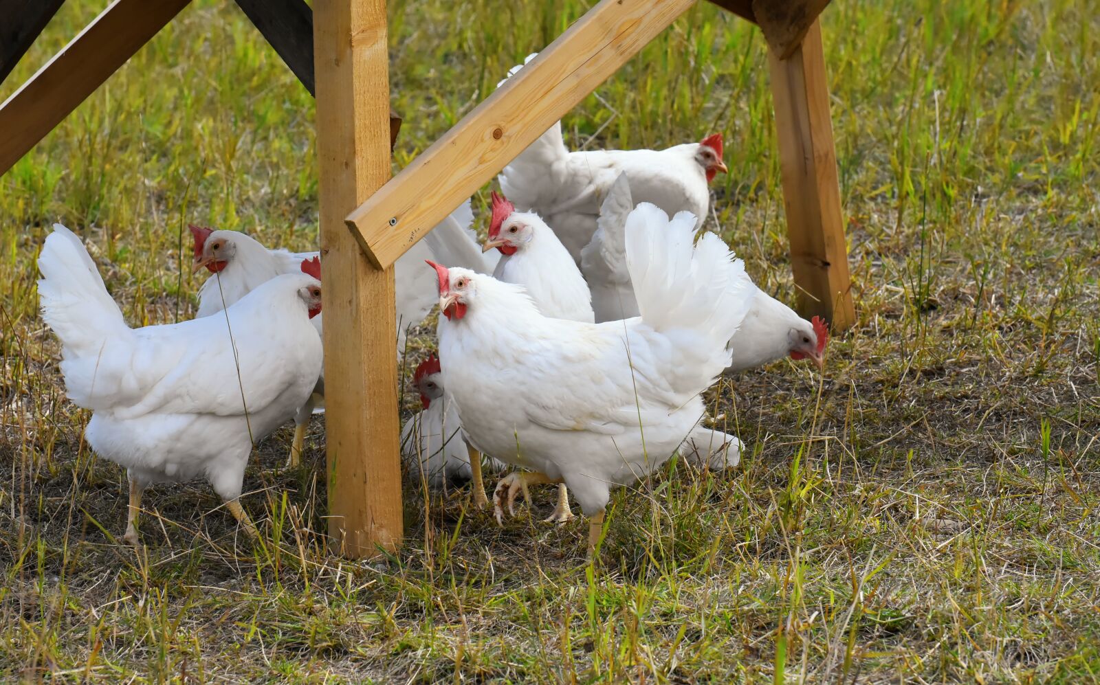 Nikon D7200 sample photo. Chicken, poultry, plumage photography