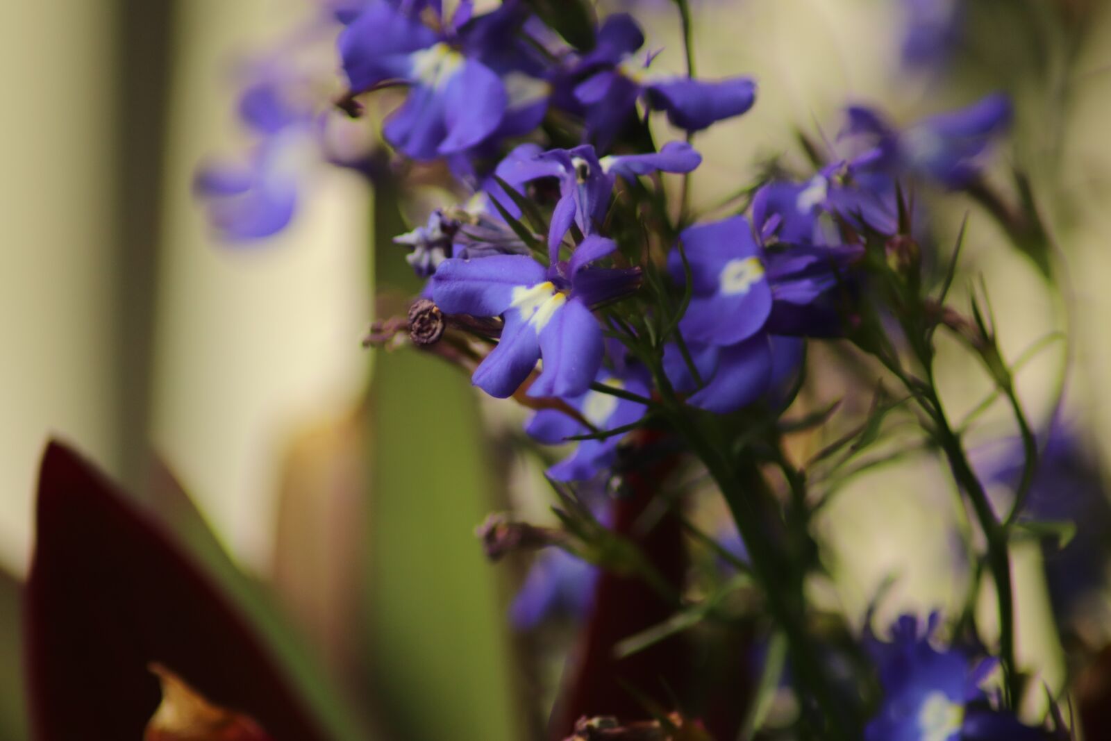 Canon EOS 200D (EOS Rebel SL2 / EOS Kiss X9) sample photo. Flower, blue, spring photography