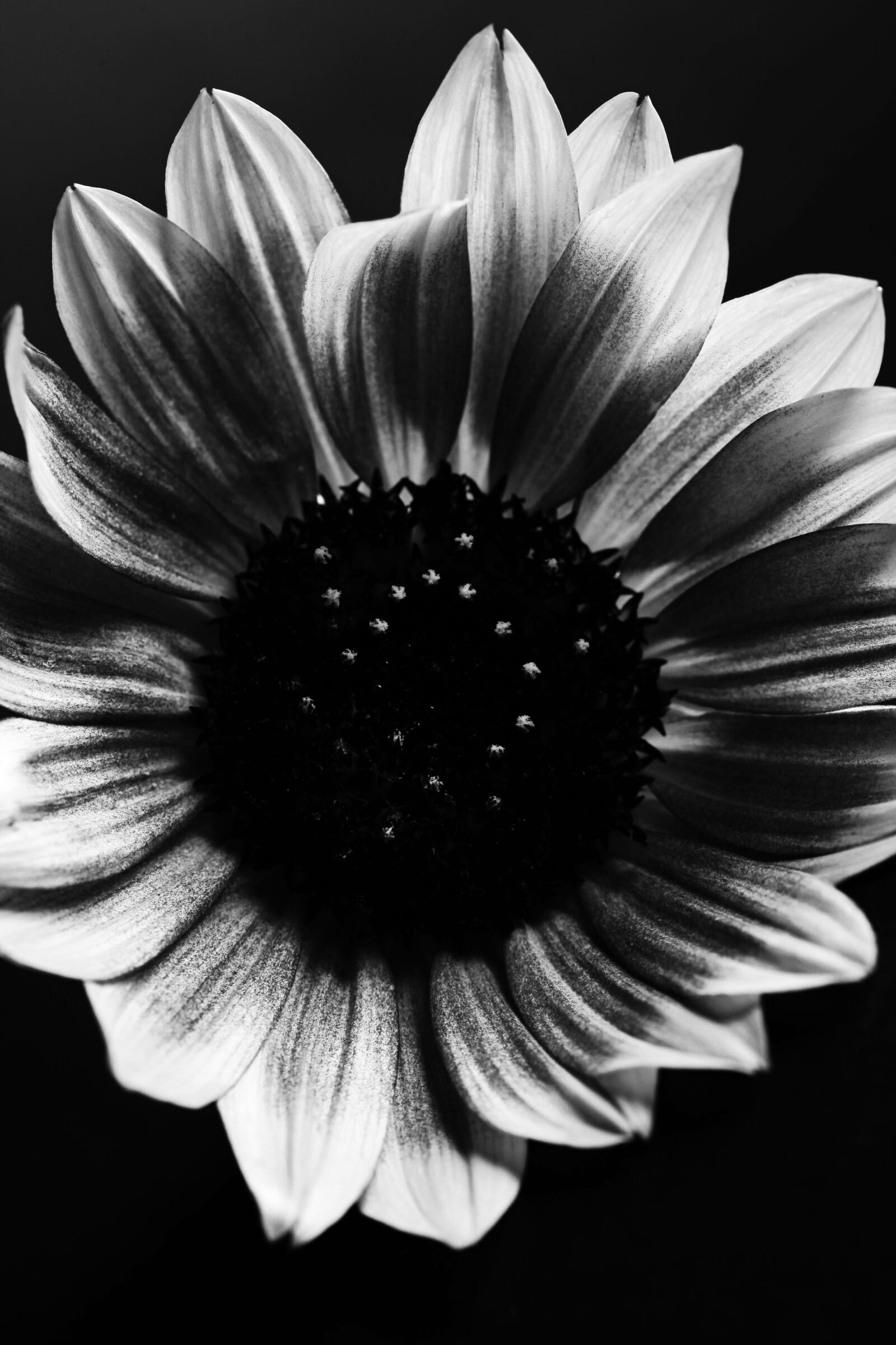 Canon EOS 5D Mark II sample photo. Black and white, black photography