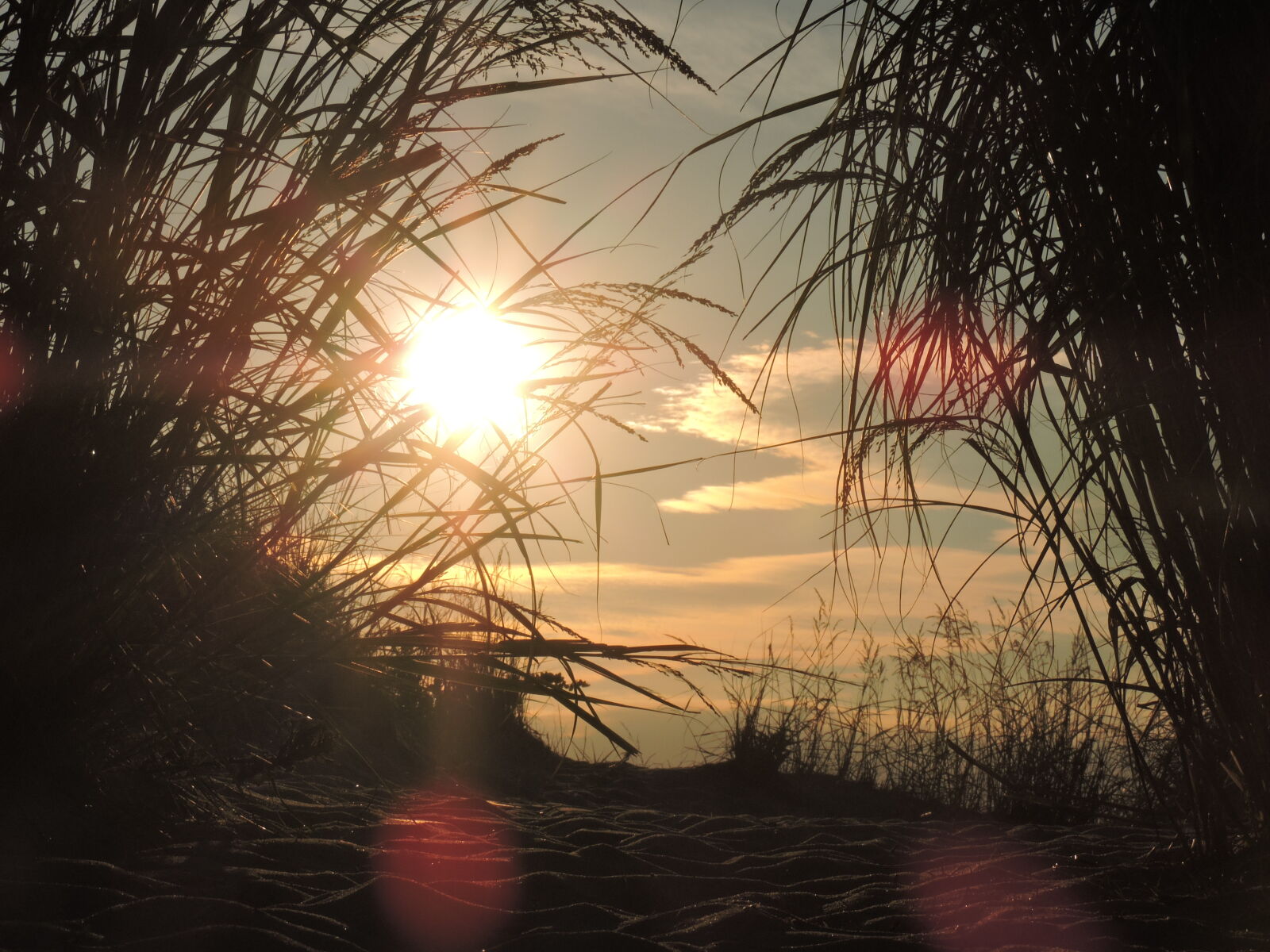 Nikon Coolpix P530 sample photo. Beach, sunset, tall, grass photography