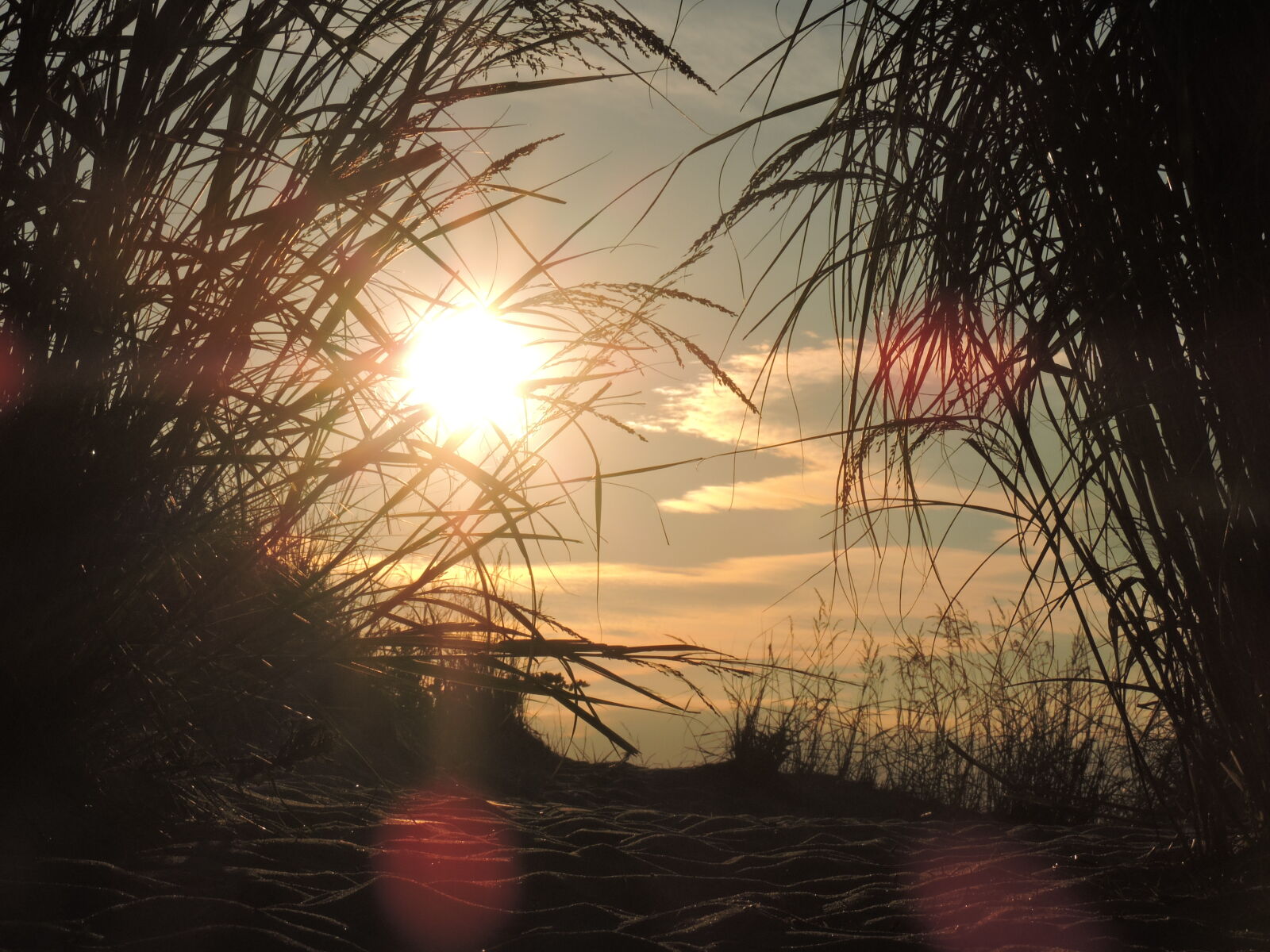 Nikon Coolpix P530 sample photo. Beach, sunset, tall, grass photography