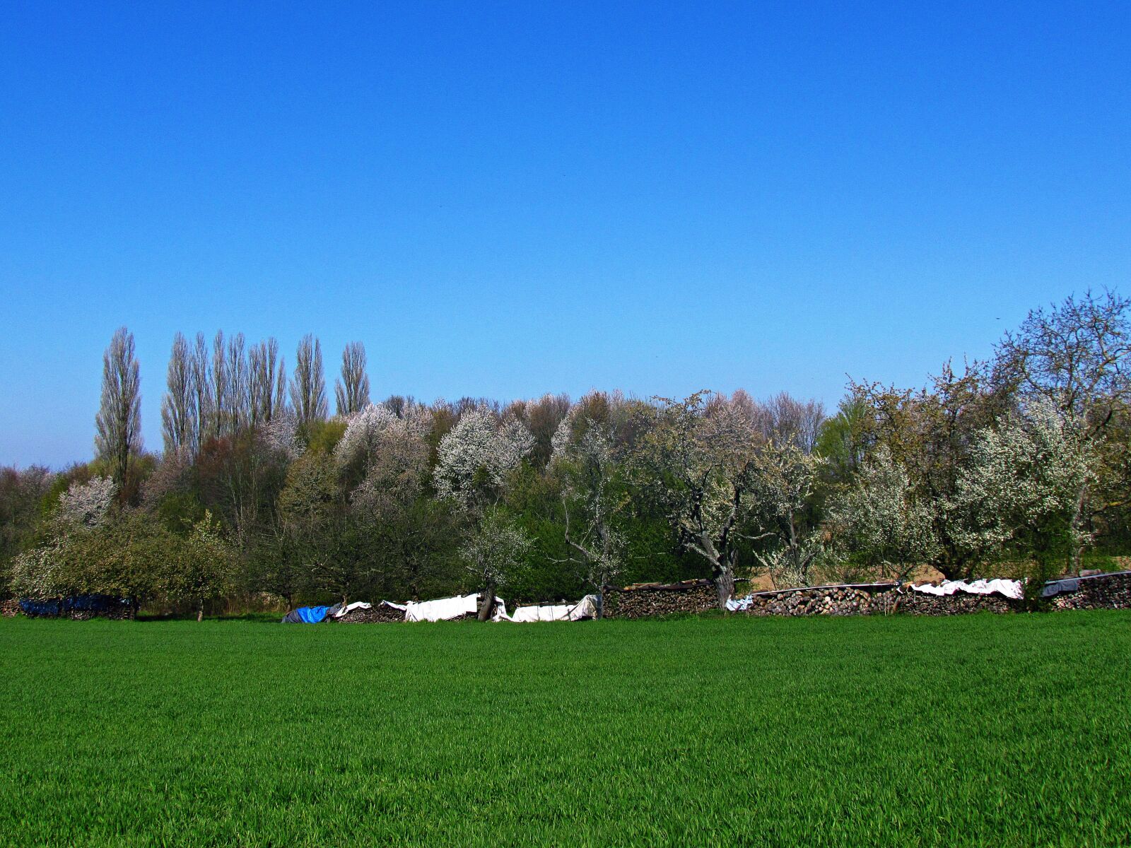 Canon PowerShot SX30 IS sample photo. Spring, green, the freshness photography