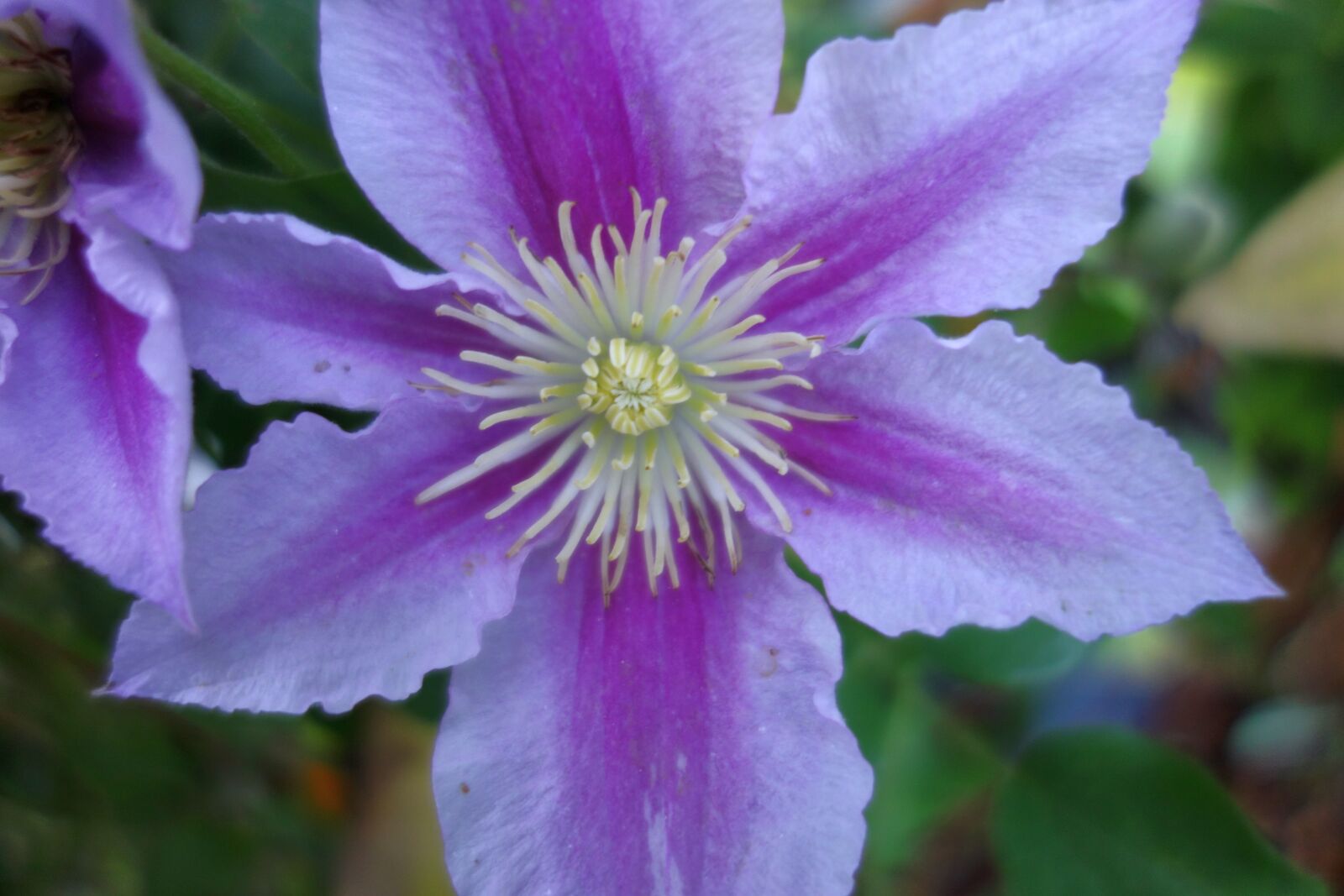 Sony Cyber-shot DSC-RX100 sample photo. Clematis, plant, climber plant photography