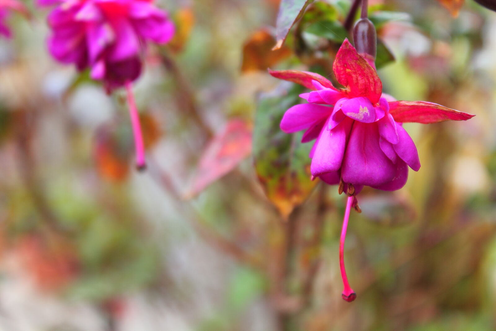 Canon EOS 1100D (EOS Rebel T3 / EOS Kiss X50) sample photo. Flower, fusha, nature, petal photography