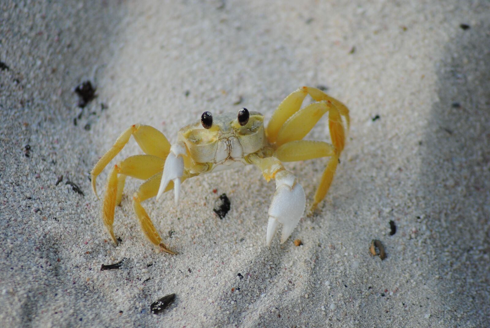 Nikon D3000 sample photo. Caribbean, biodiversity, ocean photography