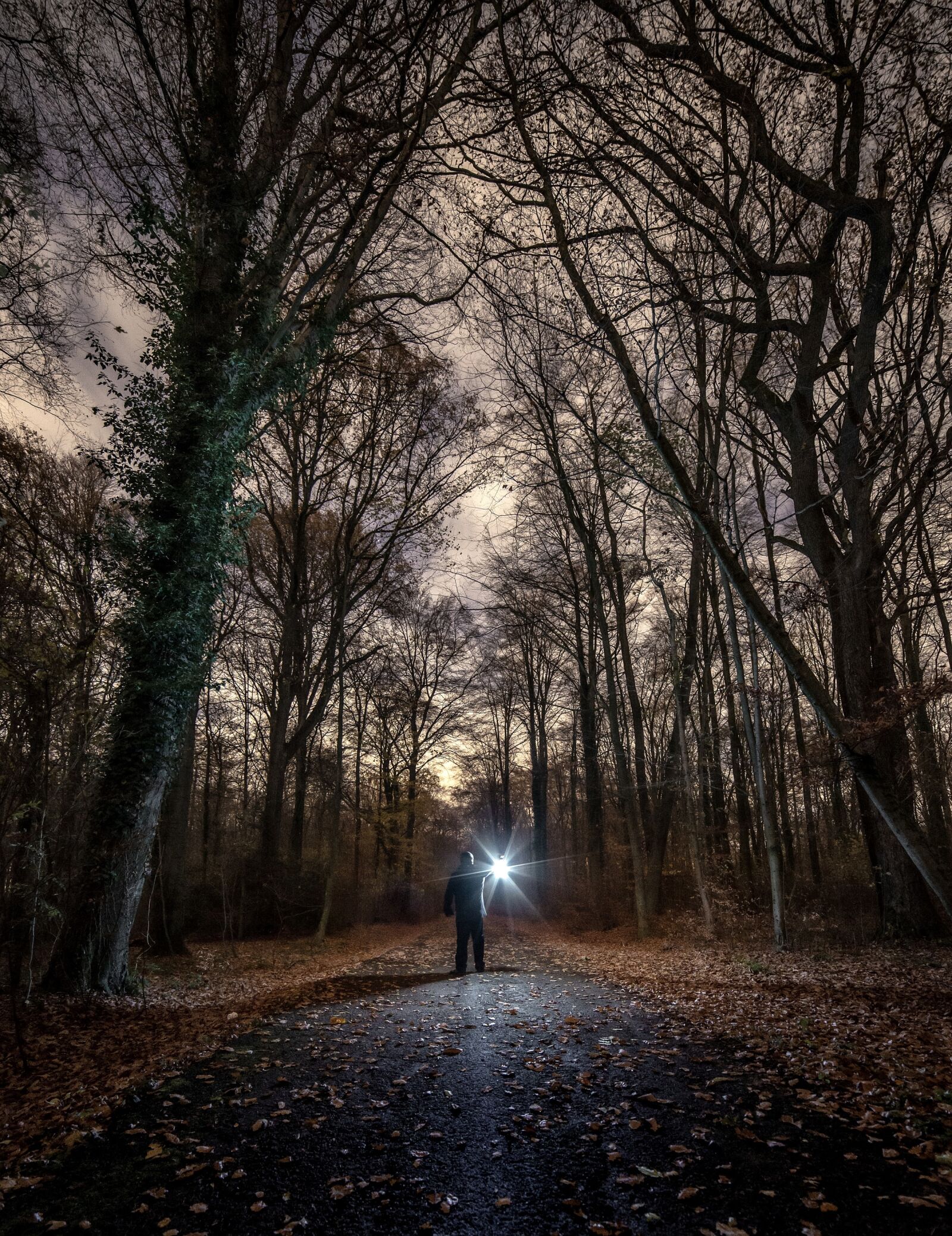 Nikon D600 sample photo. Night, forest, light photography