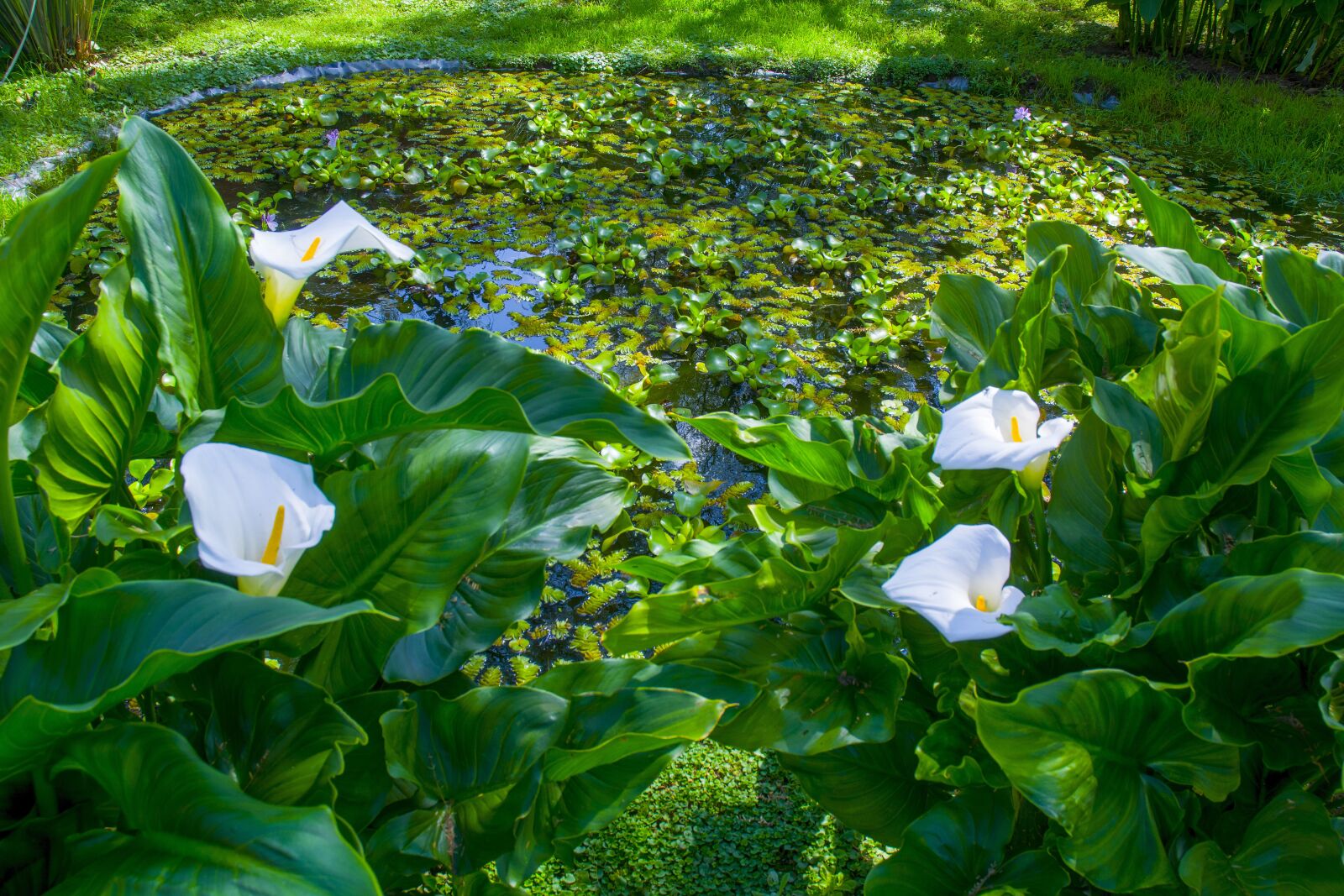 Nikon D7100 sample photo. Flowers, pond, flower photography