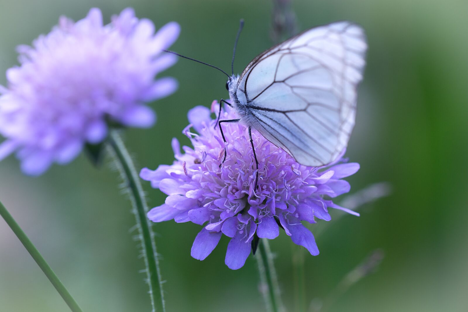 Nikon D7100 sample photo. Butterfly, white, white butterfly photography