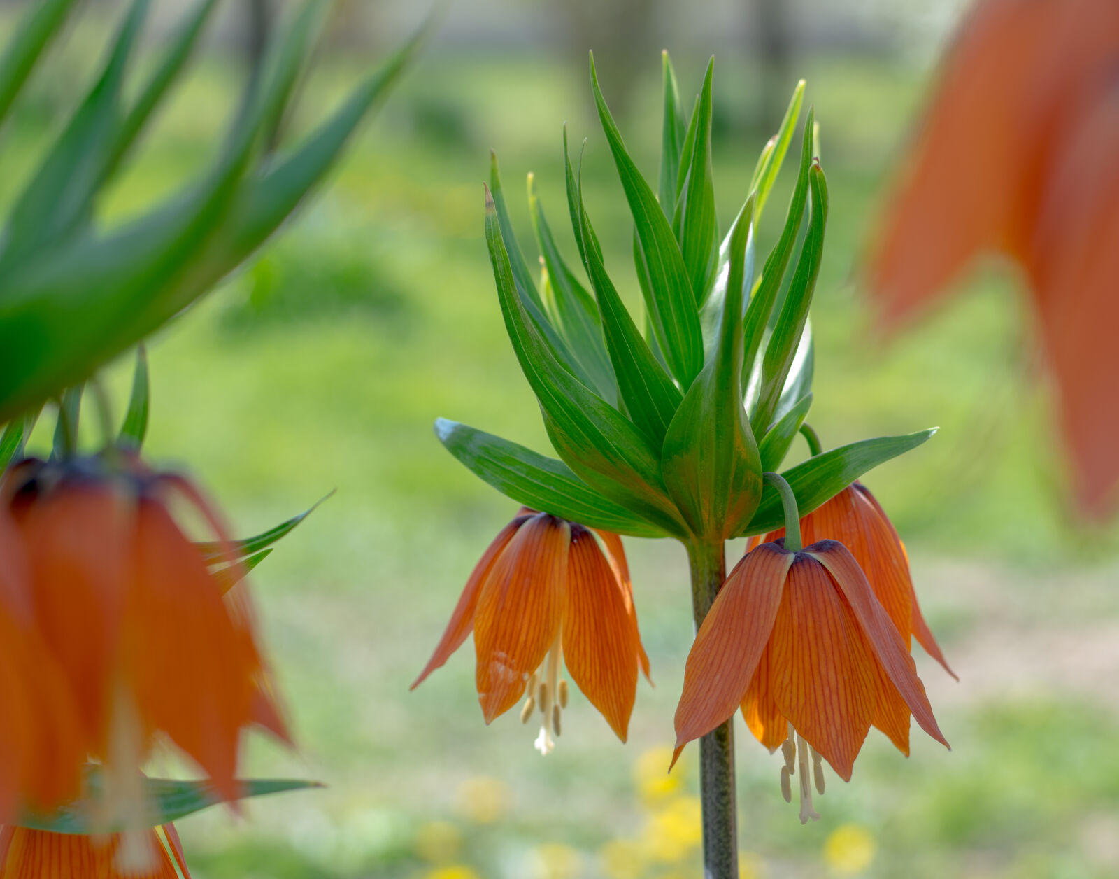 Nikon AF-S Nikkor 50mm F1.8G sample photo. Gree, lily, orange, spring photography