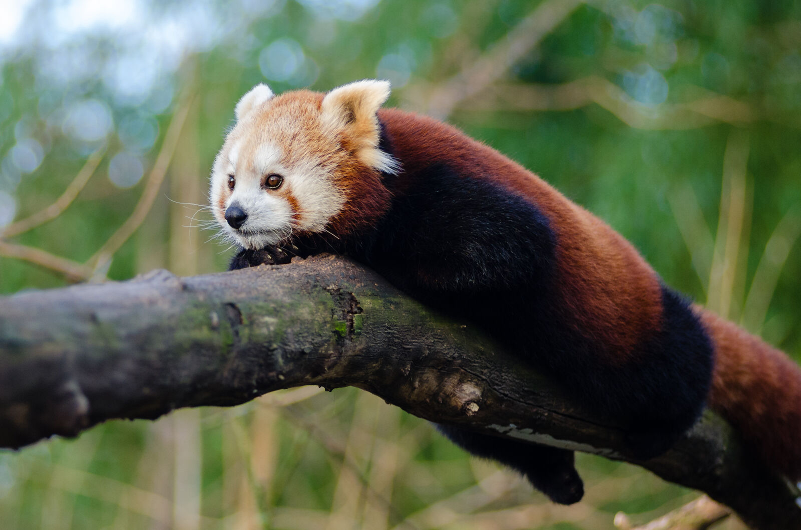 AF Zoom-Nikkor 80-200mm f/2.8 ED sample photo