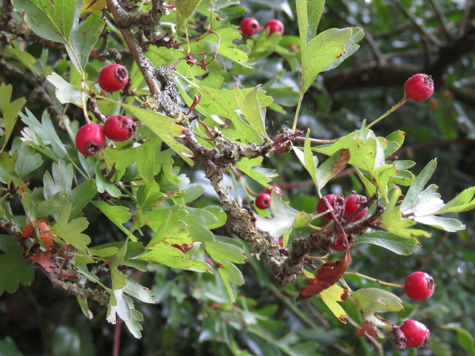 Canon PowerShot SX60 HS sample photo. Hawthorn, tree, fruit photography