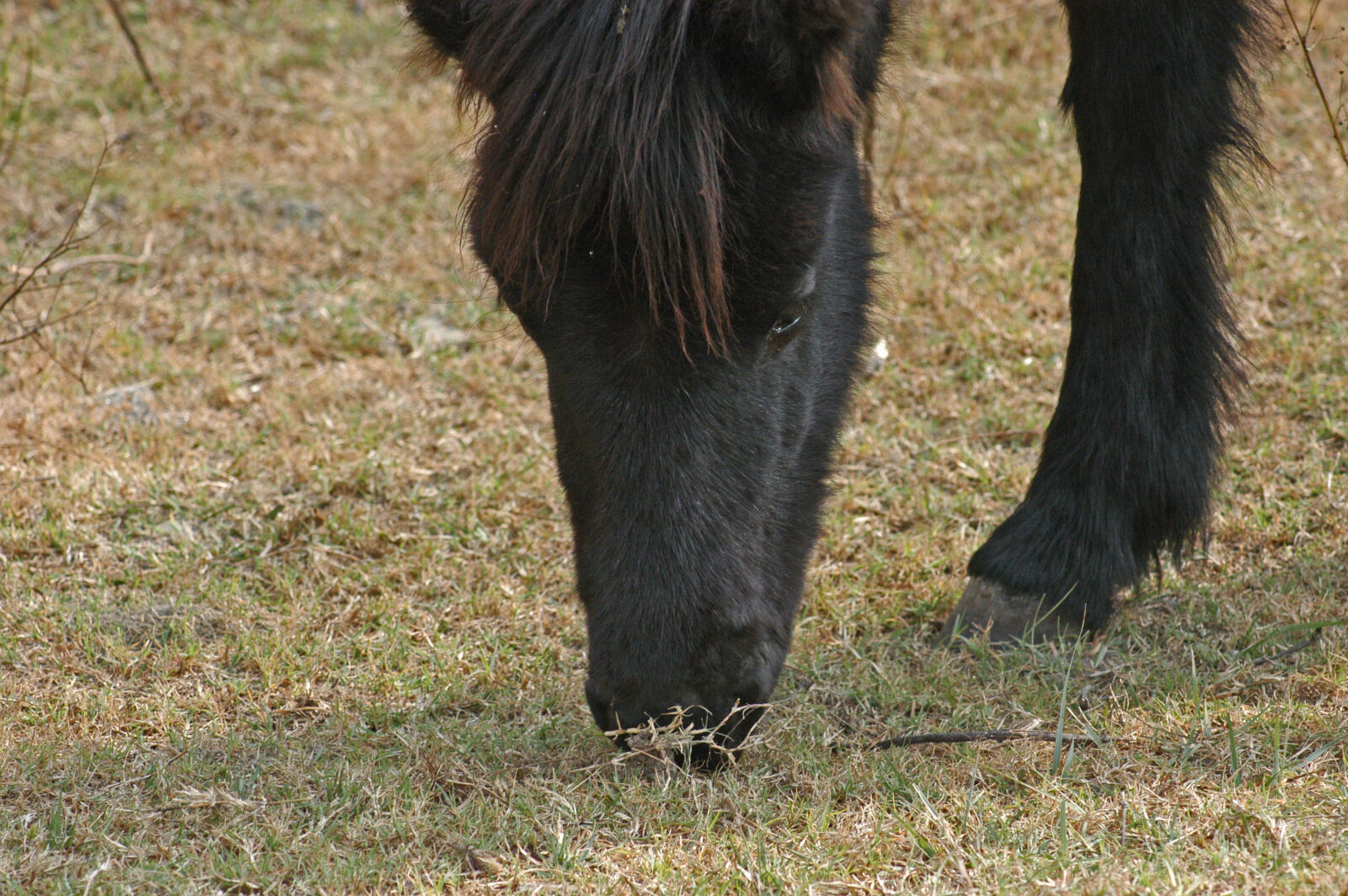 Nikon D100 sample photo