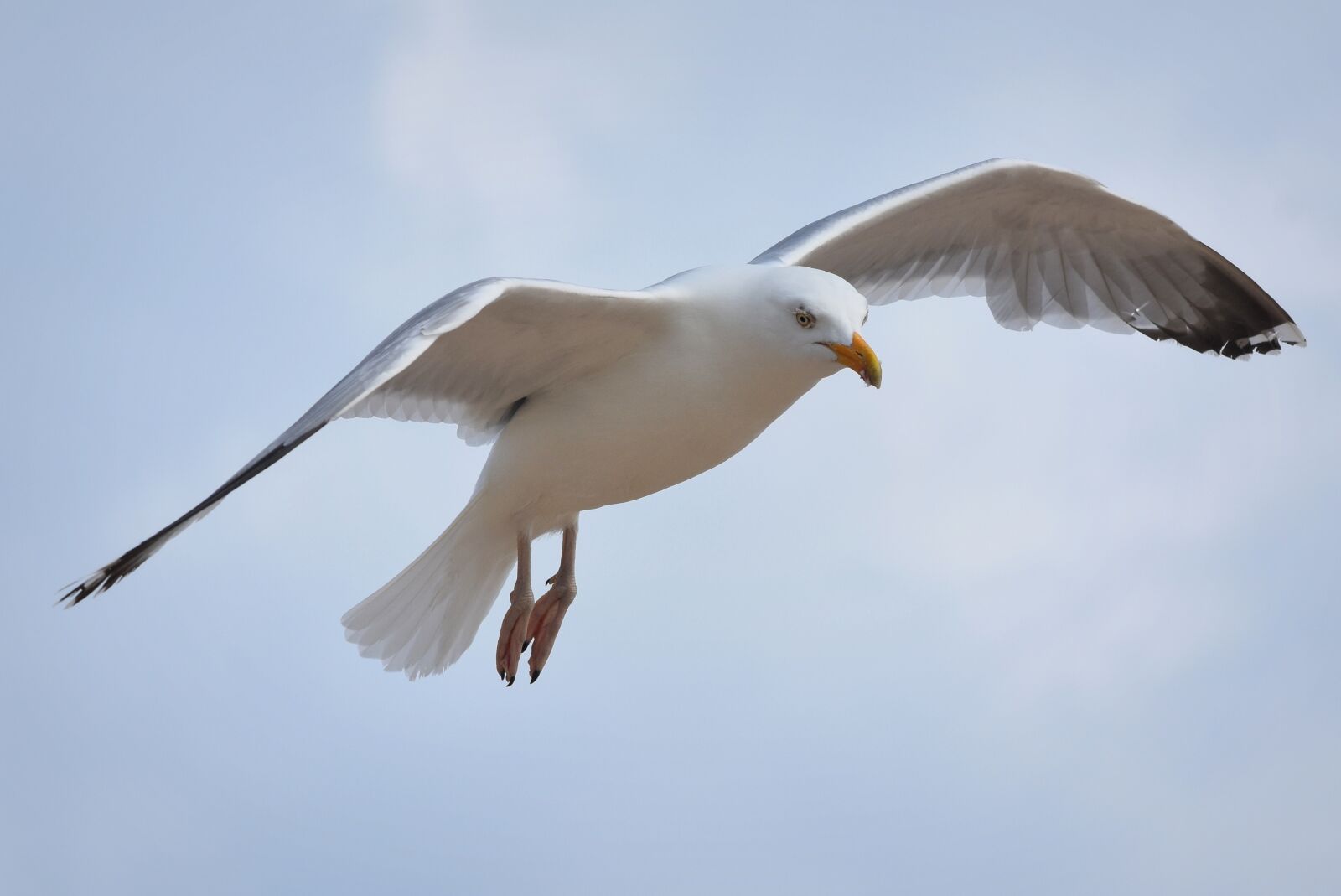 Nikon D7200 sample photo. Bird, seagull, nature photography