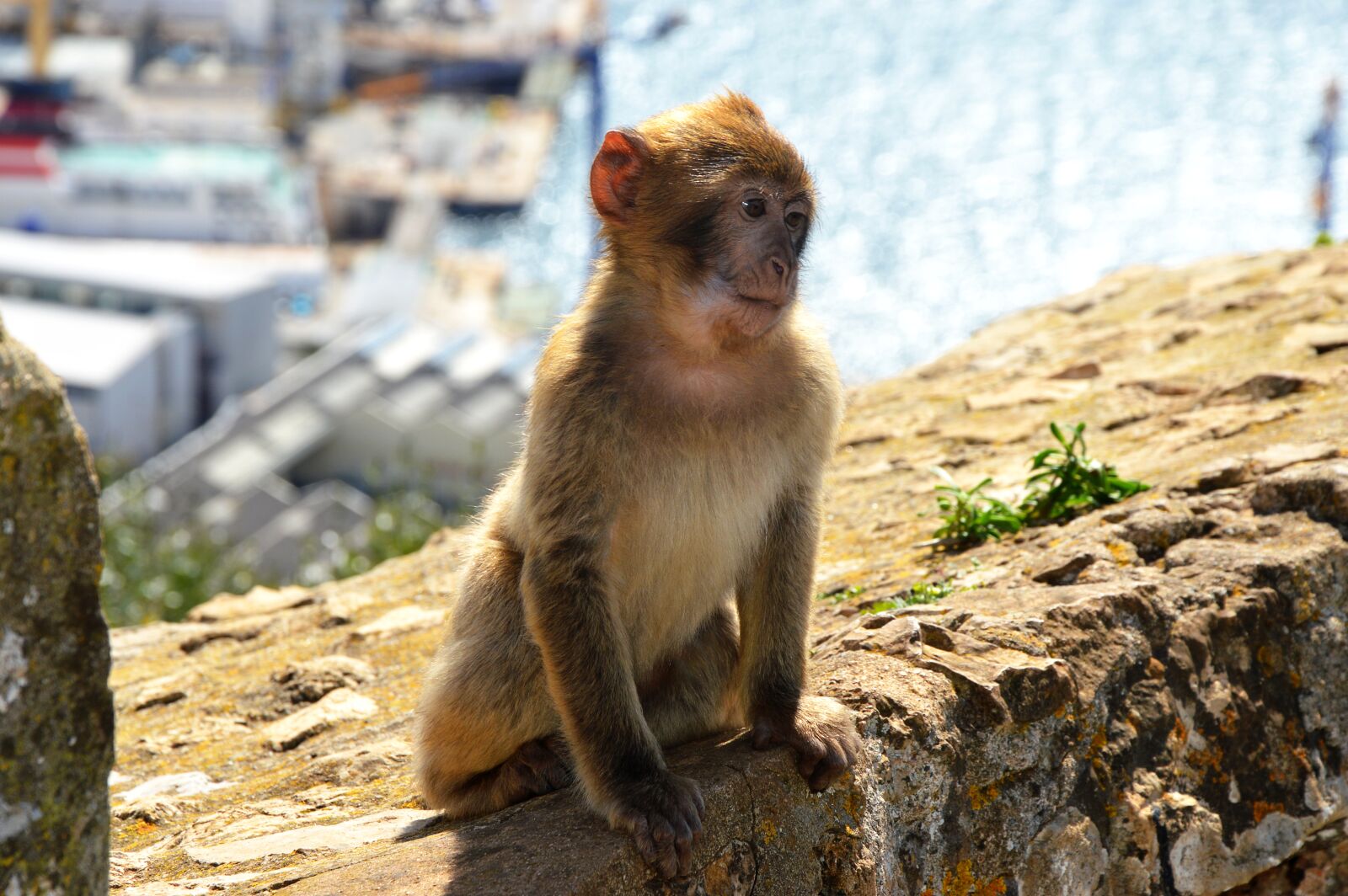 Nikon D3200 sample photo. Barbary ape, monkey rock photography