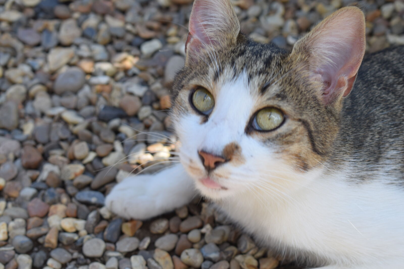 Nikon D3300 + Nikon AF-P DX Nikkor 18-55mm F3.5-5.6G sample photo. Animal, cat, fur, kitten photography