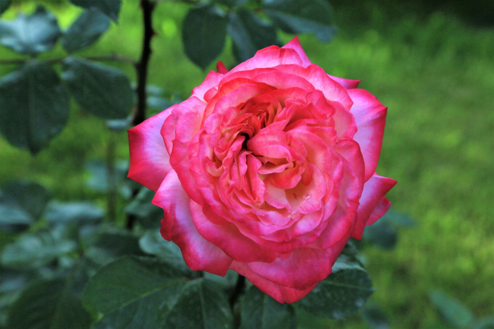 Canon EOS 5D Mark III sample photo - IRg5WBW9MC - ExploreCams