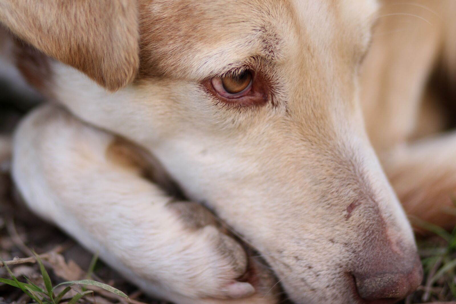 Canon EOS 700D (EOS Rebel T5i / EOS Kiss X7i) + Canon EF 85mm F1.8 USM sample photo. Dog, rest, pet photography
