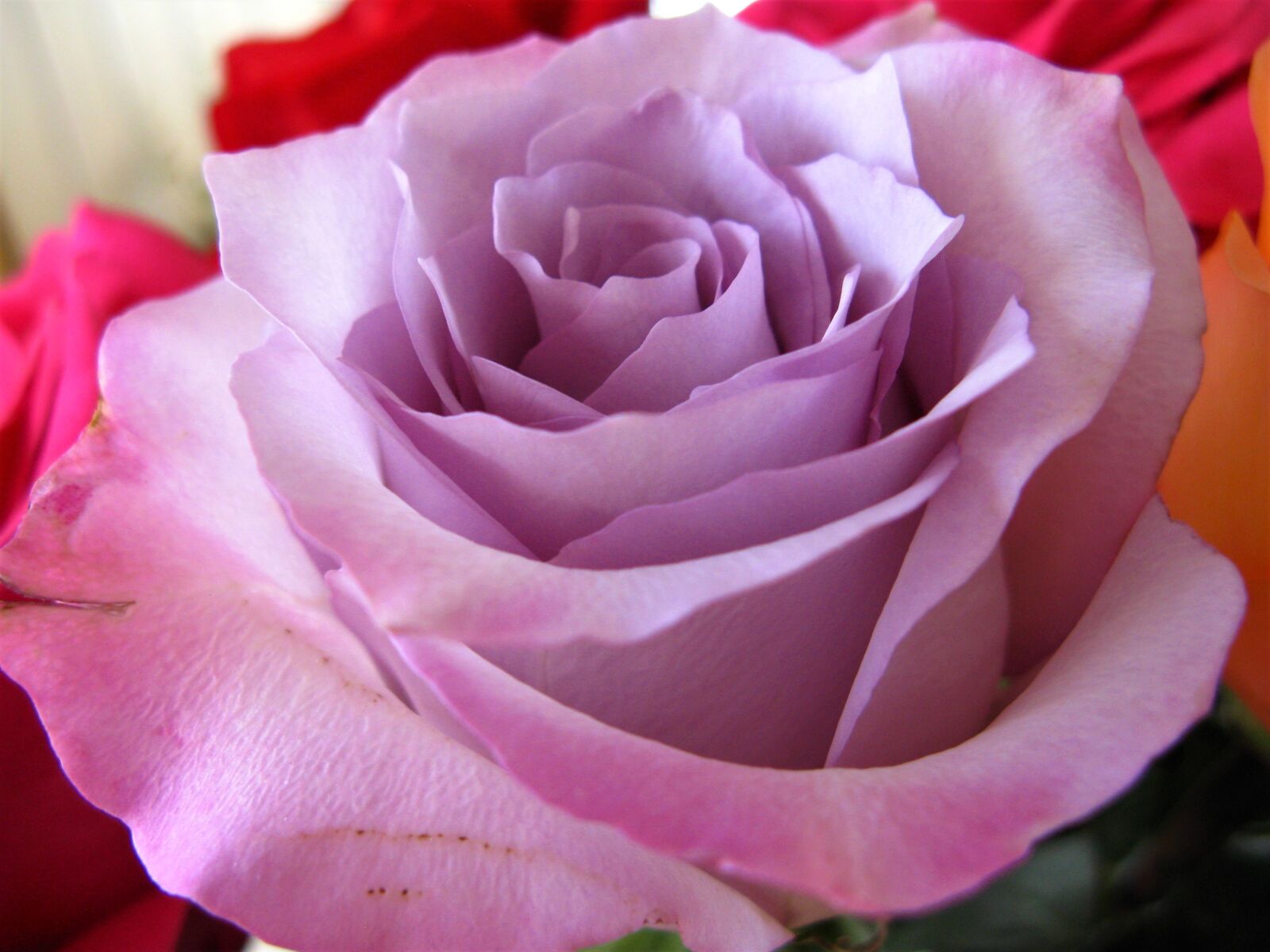 Canon POWERSHOT A720 IS sample photo. Rose, purple rose, flora photography