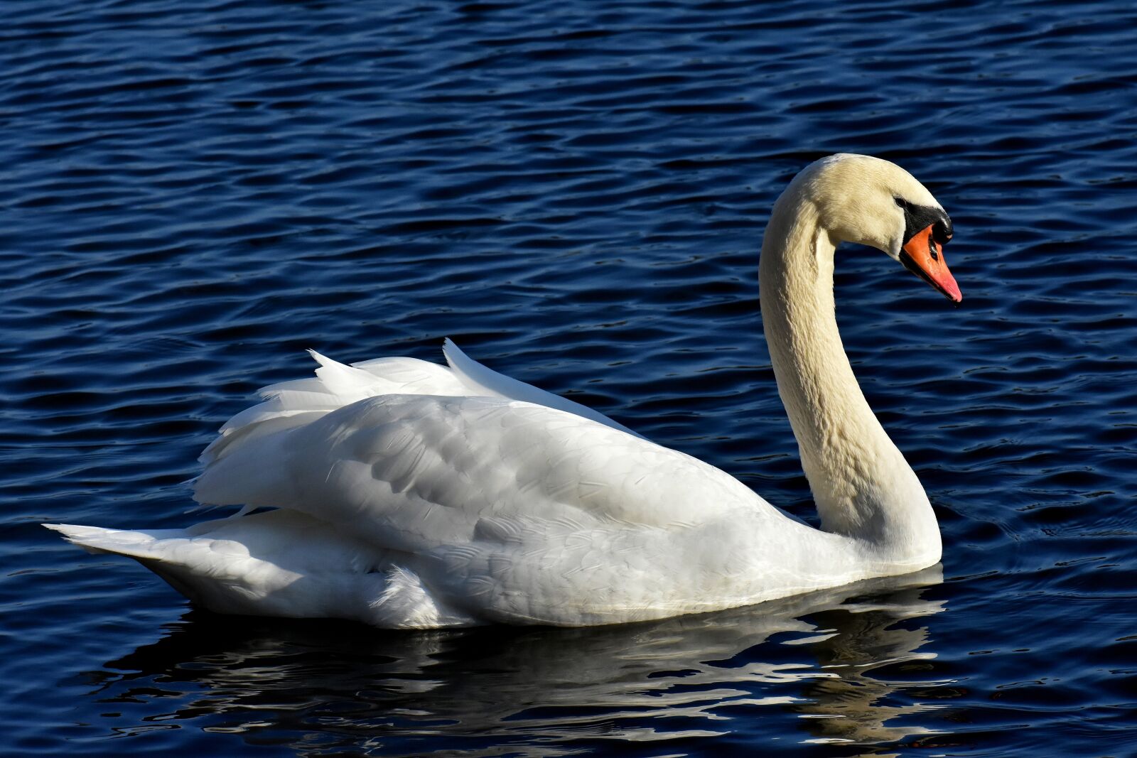 Nikon D7200 sample photo. Swan, noble, animal world photography