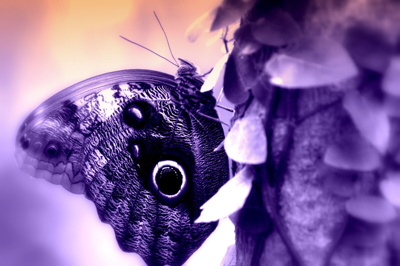 Pentax K-x sample photo. Butterfly, leaves, purple photography