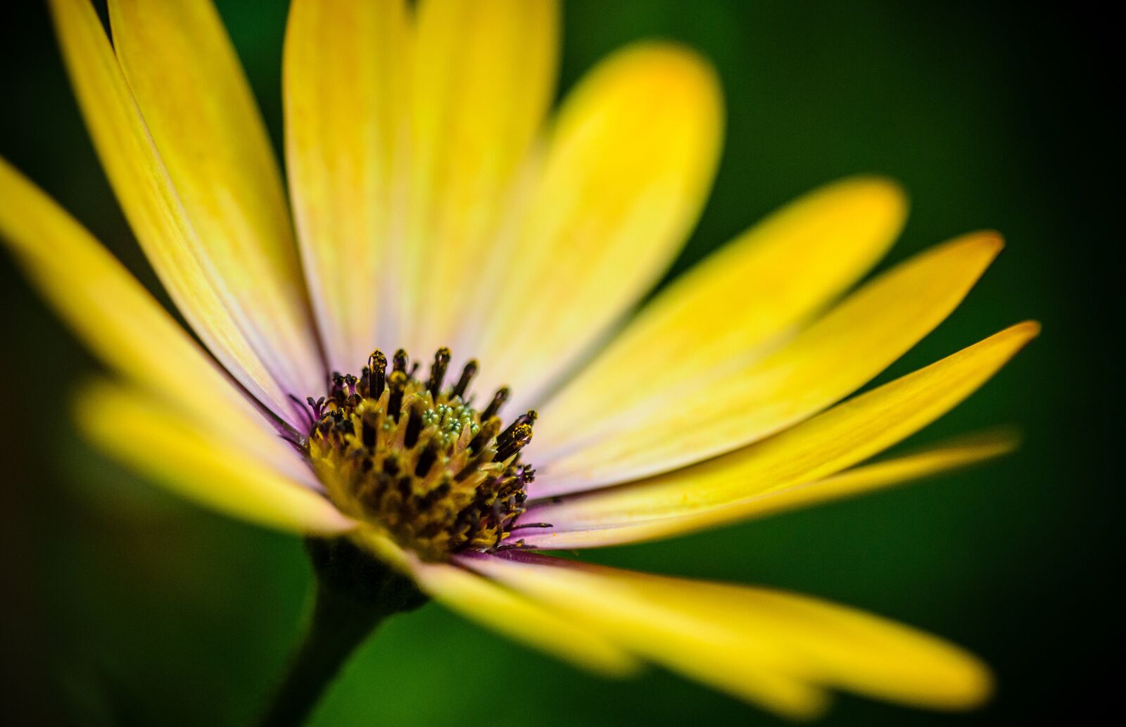 Nikon D7000 sample photo. Gerbera, yellow, spring photography