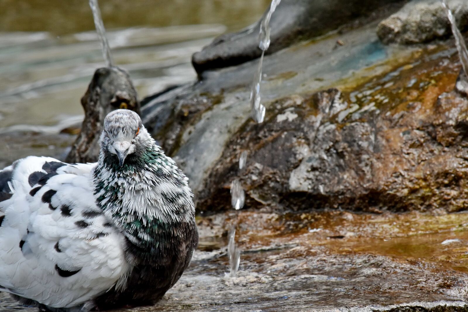 Nikon D5500 sample photo. Bathing, pigeon, wild, nature photography