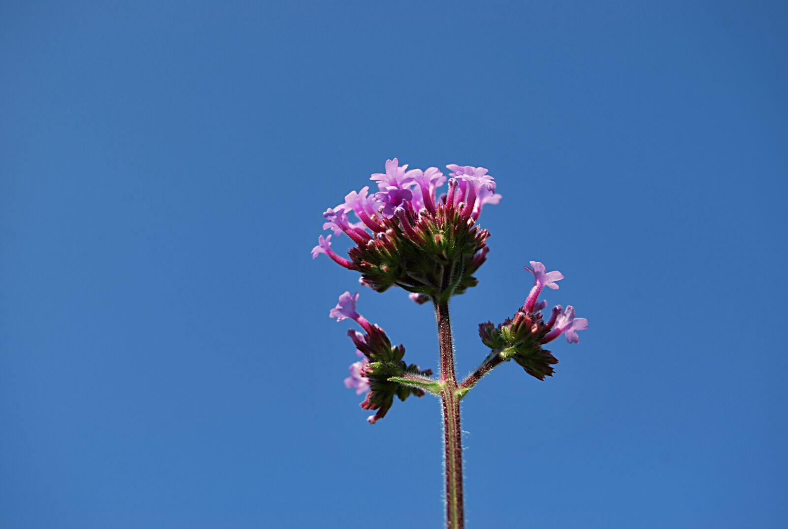 Nikon D60 sample photo. Flower, verbena patago ska photography