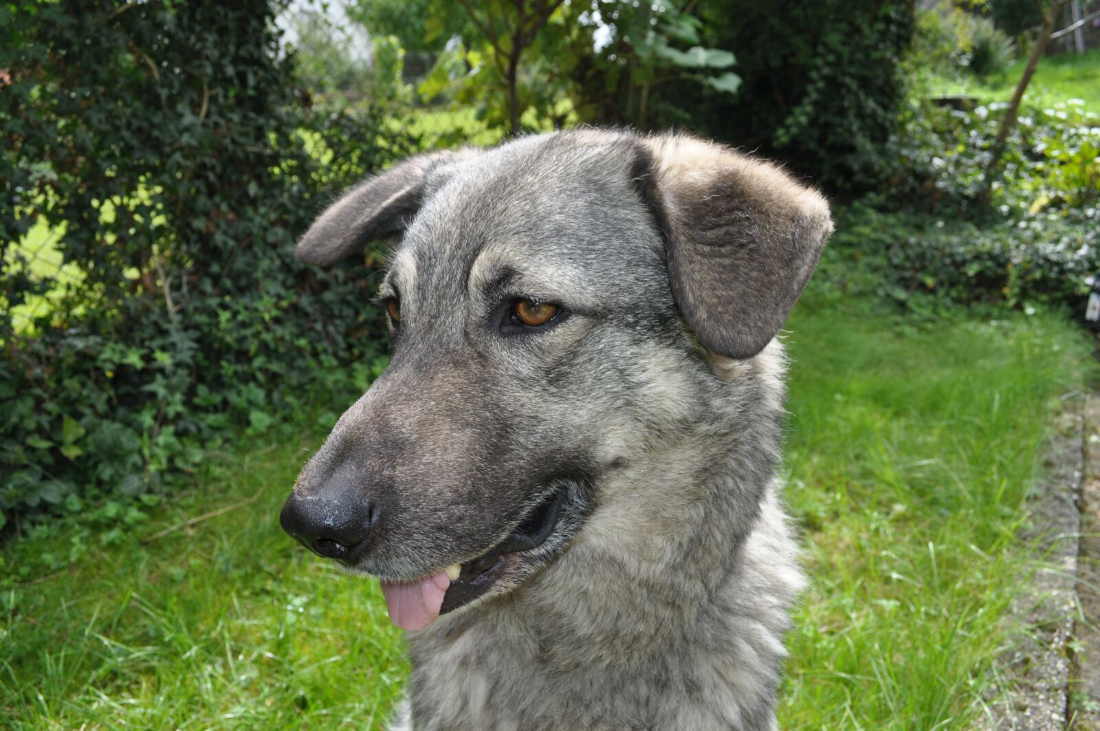 Nikon D5000 sample photo. Dog, meadow, wolf photography