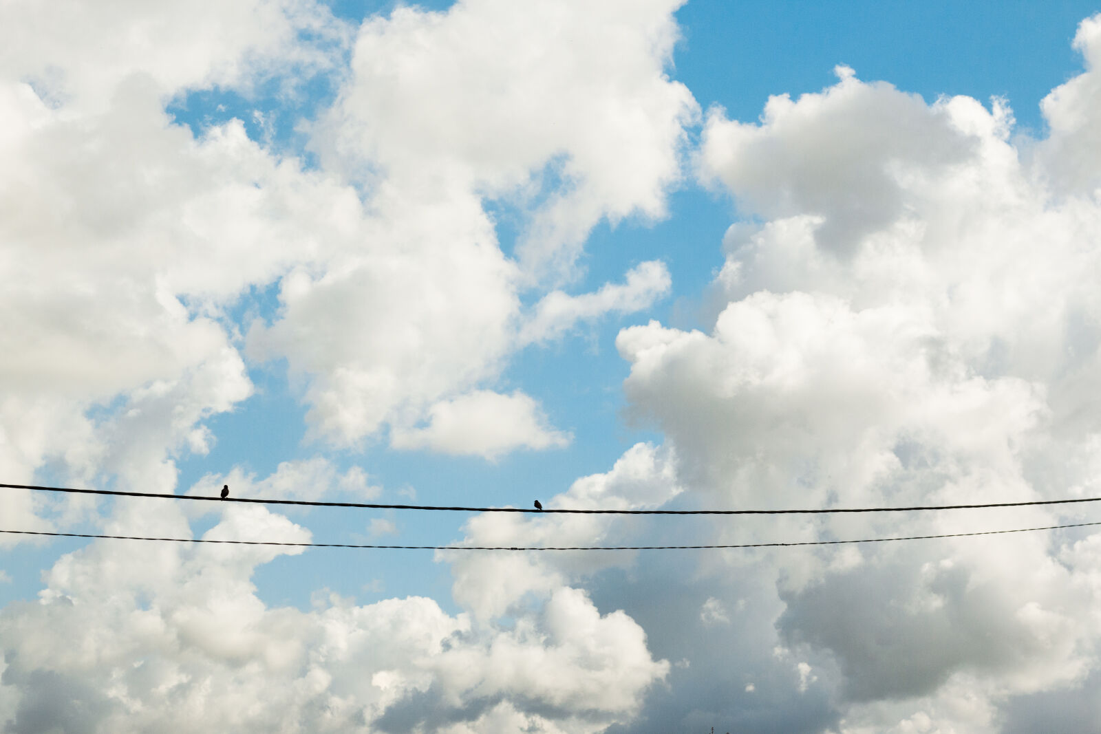 Canon EF 50mm F1.8 STM sample photo. Birds, cloud, nature, wallpaper photography