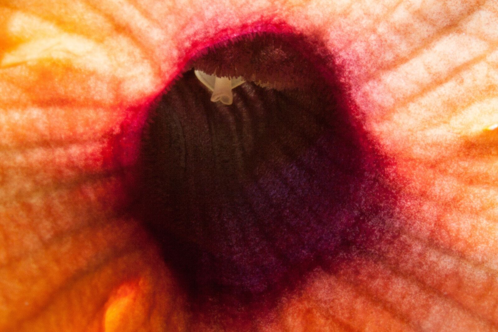 Canon EOS 50D sample photo. Thunbergia, alata, black eyed photography