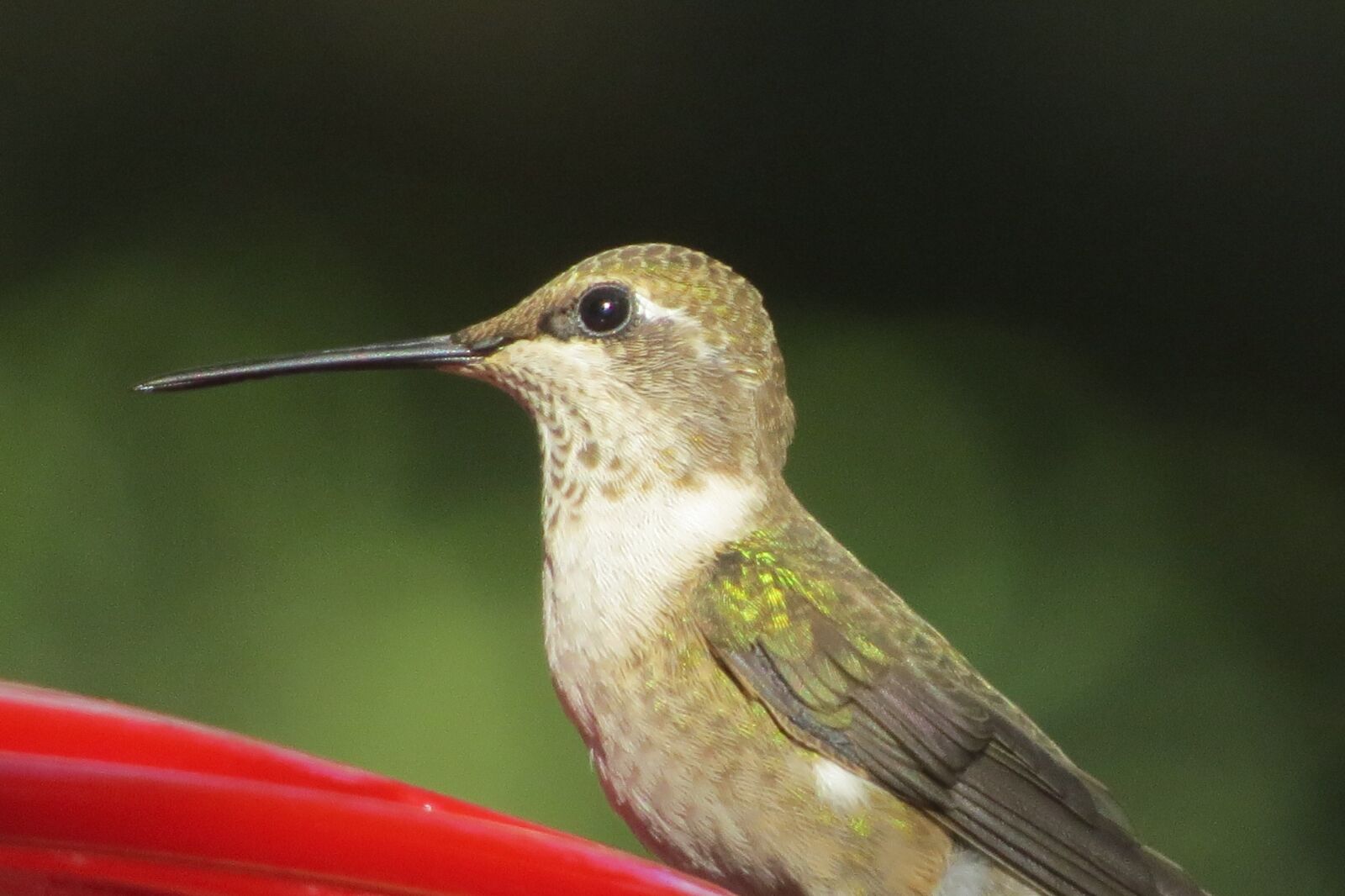 Canon PowerShot SX50 HS sample photo. Bird, hummingbird, close up photography