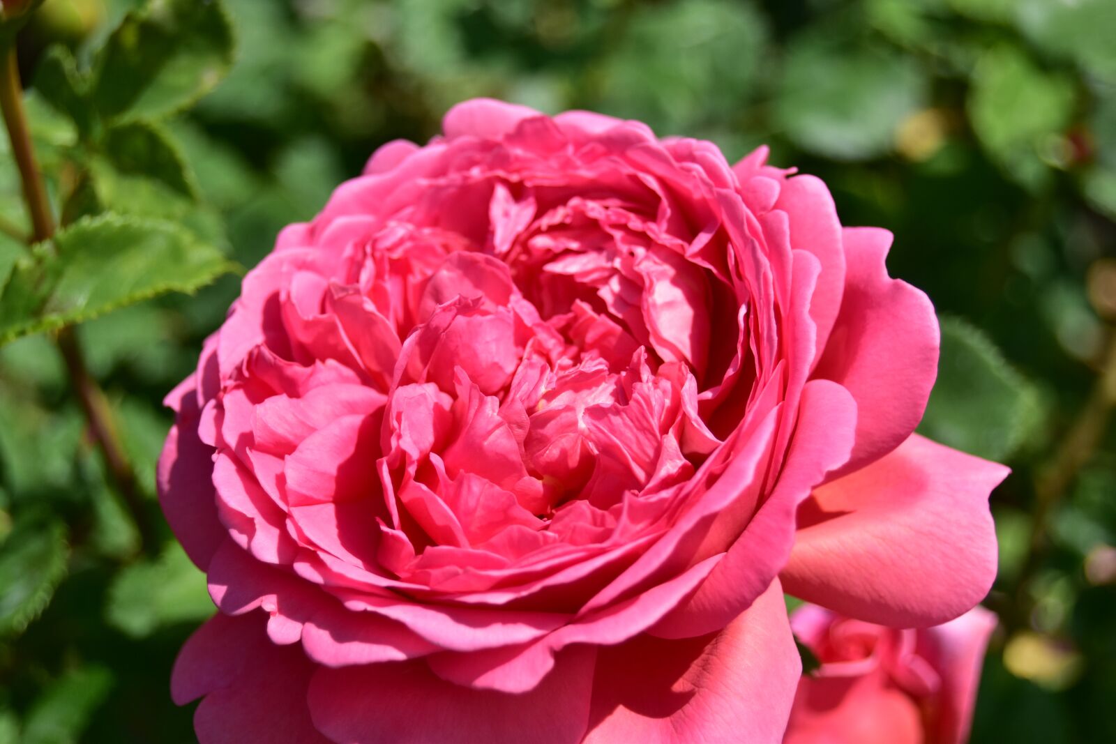 Nikon D5600 sample photo. Pink rose, plant, flower photography