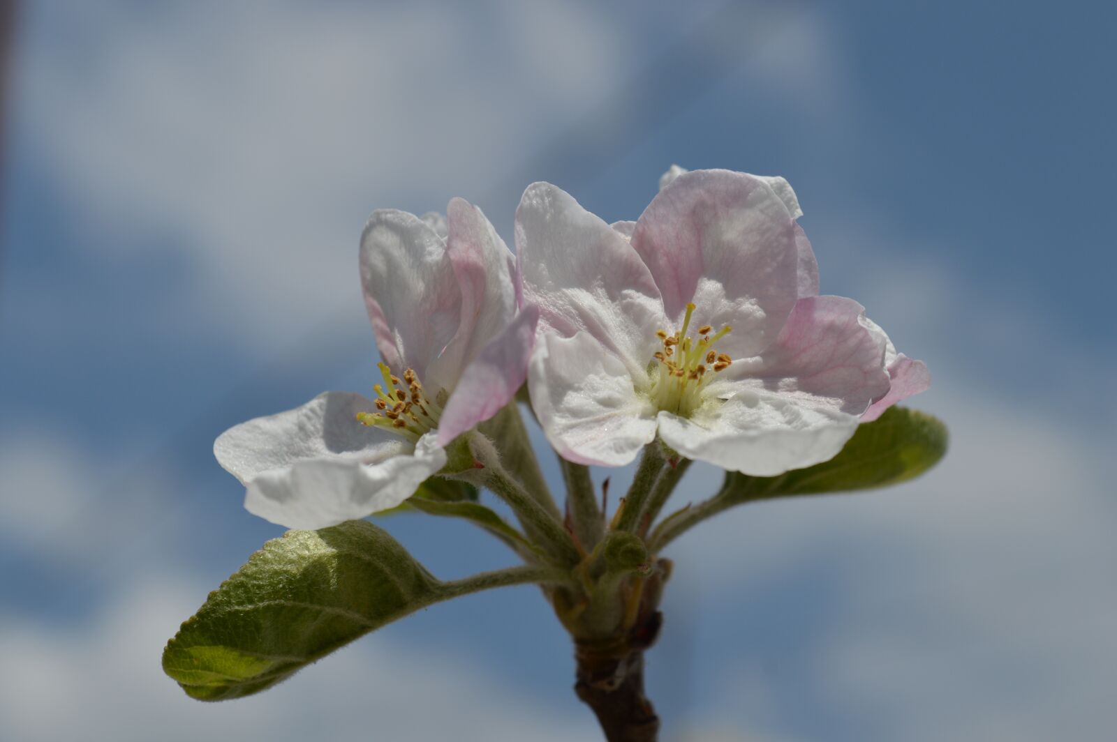 Nikon D3200 sample photo. Flower, apple, nature photography