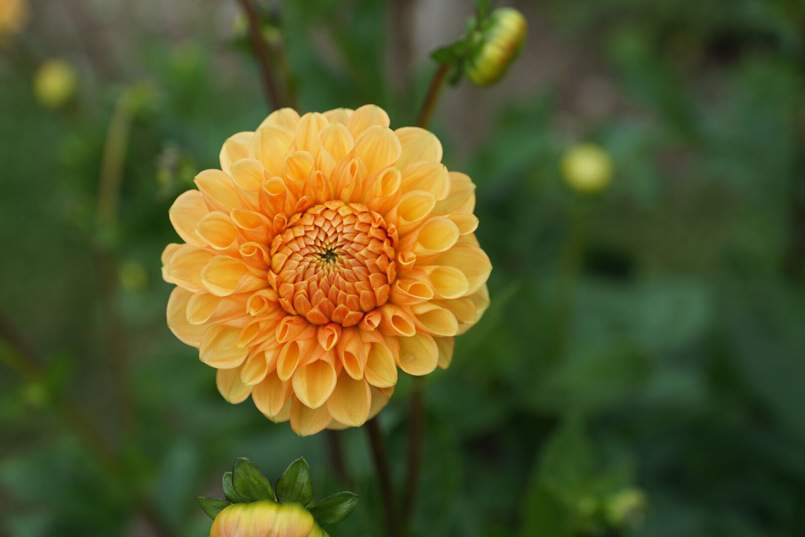 Sony ILCA-77M2 sample photo. Dallie, flower, yellow photography