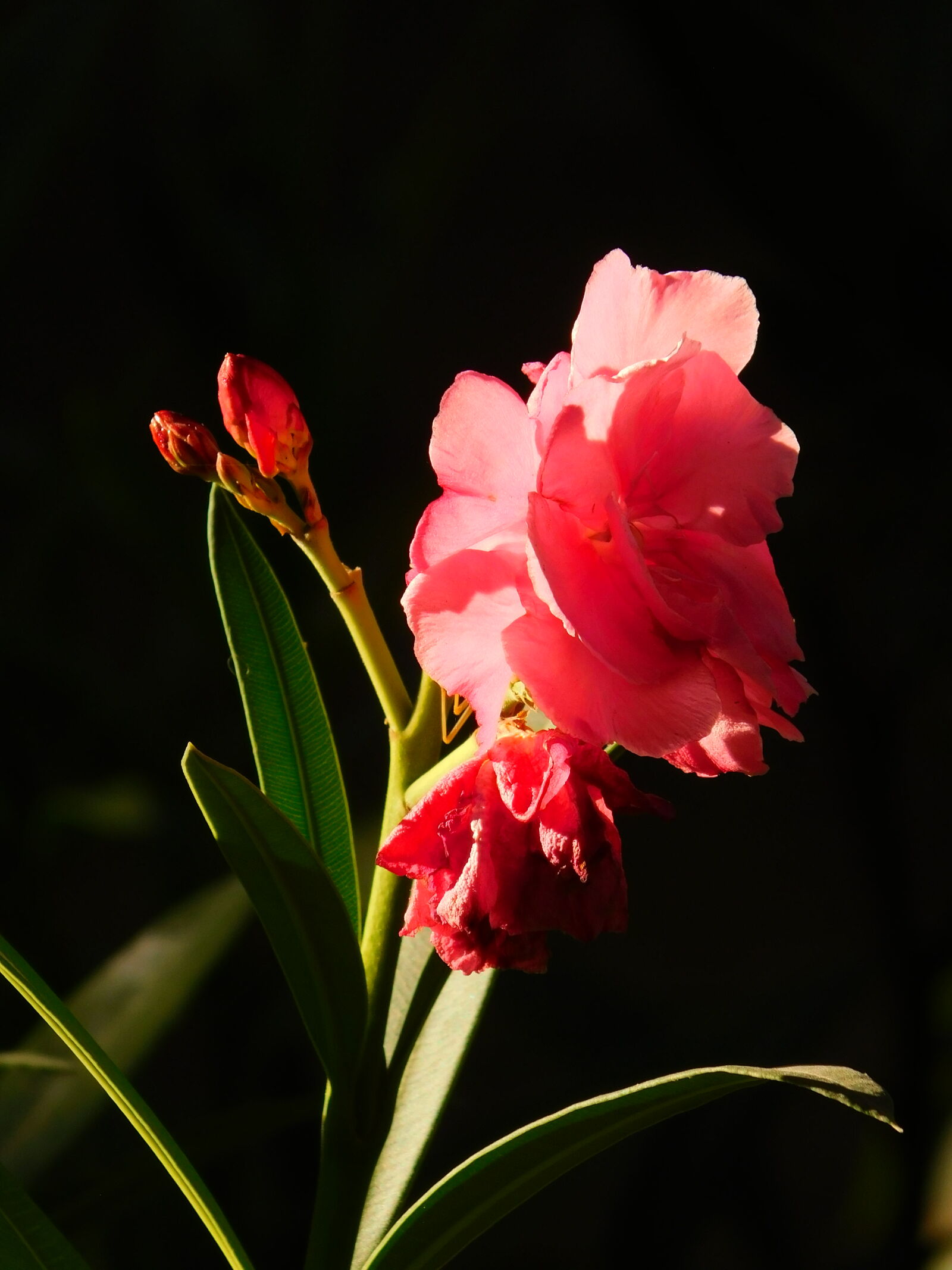 Nikon Coolpix B500 sample photo. Flower photography