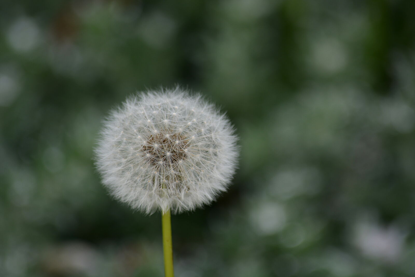 Nikon D5200 sample photo. Botanique, dent, de, lion photography