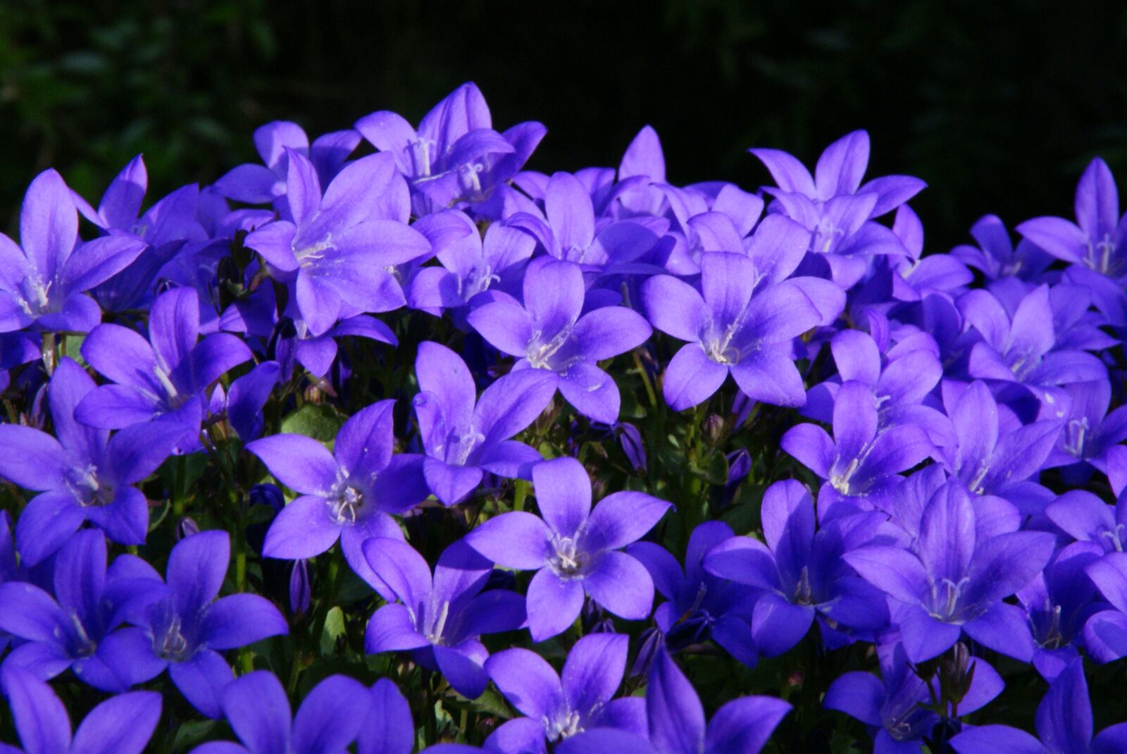 Sony Alpha DSLR-A300 sample photo. Bellflower, purple, summer flower photography