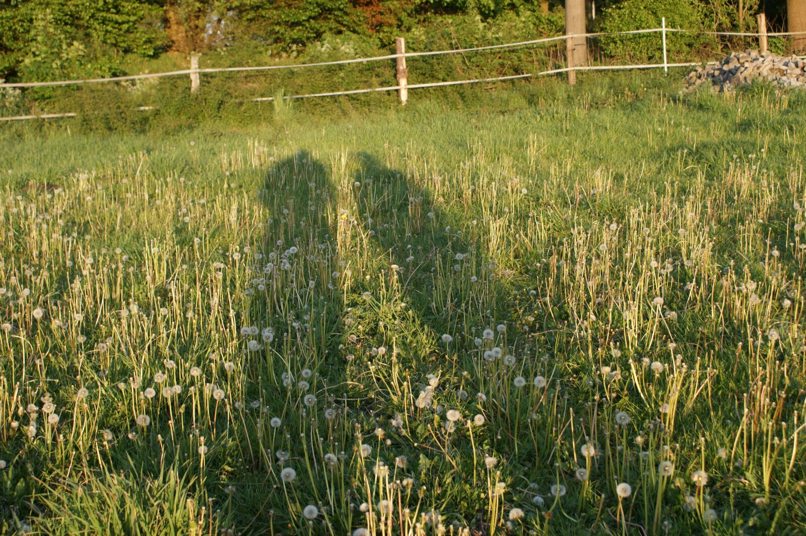 Sony Alpha DSLR-A350 sample photo. Shadow, light, outline photography