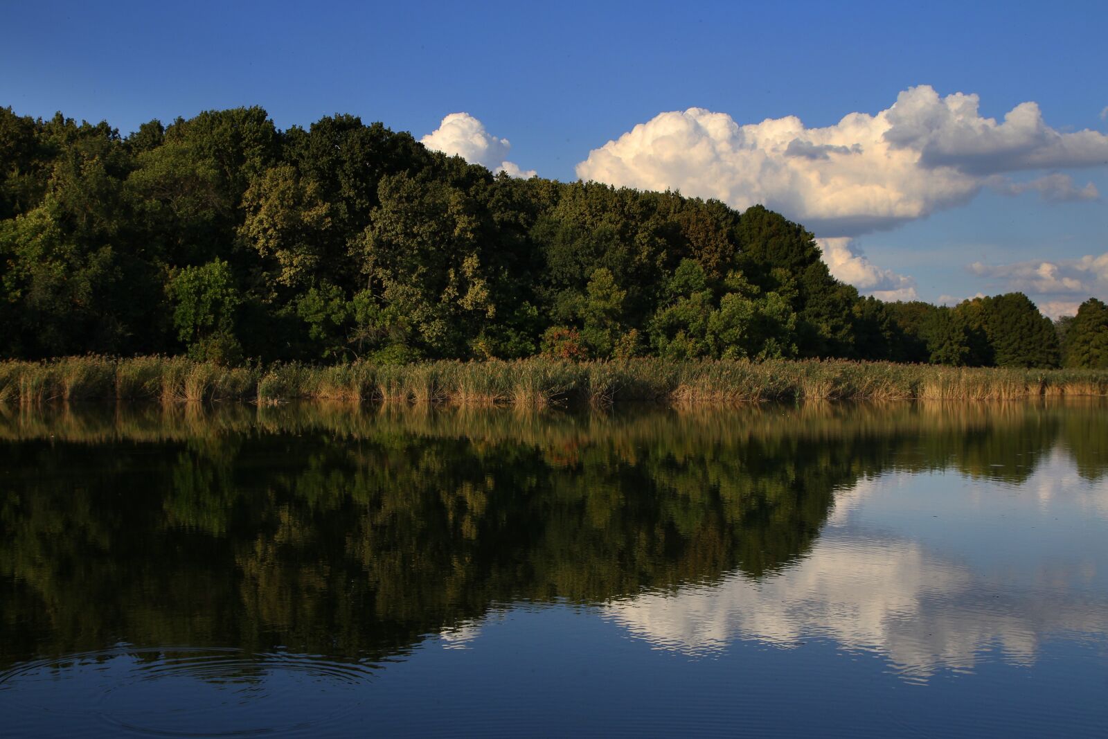 Canon EOS 700D (EOS Rebel T5i / EOS Kiss X7i) sample photo. Lake, forest, cloud photography