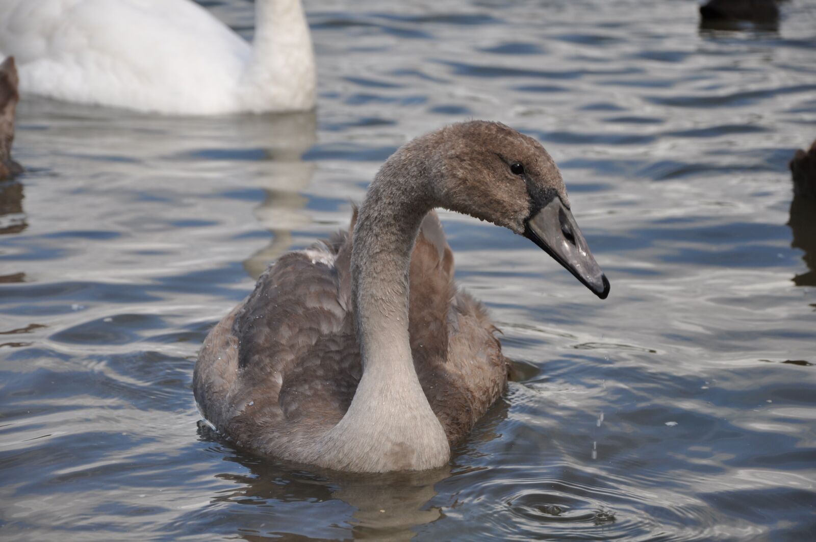 Nikon D90 sample photo. Swan, bird, animal photography