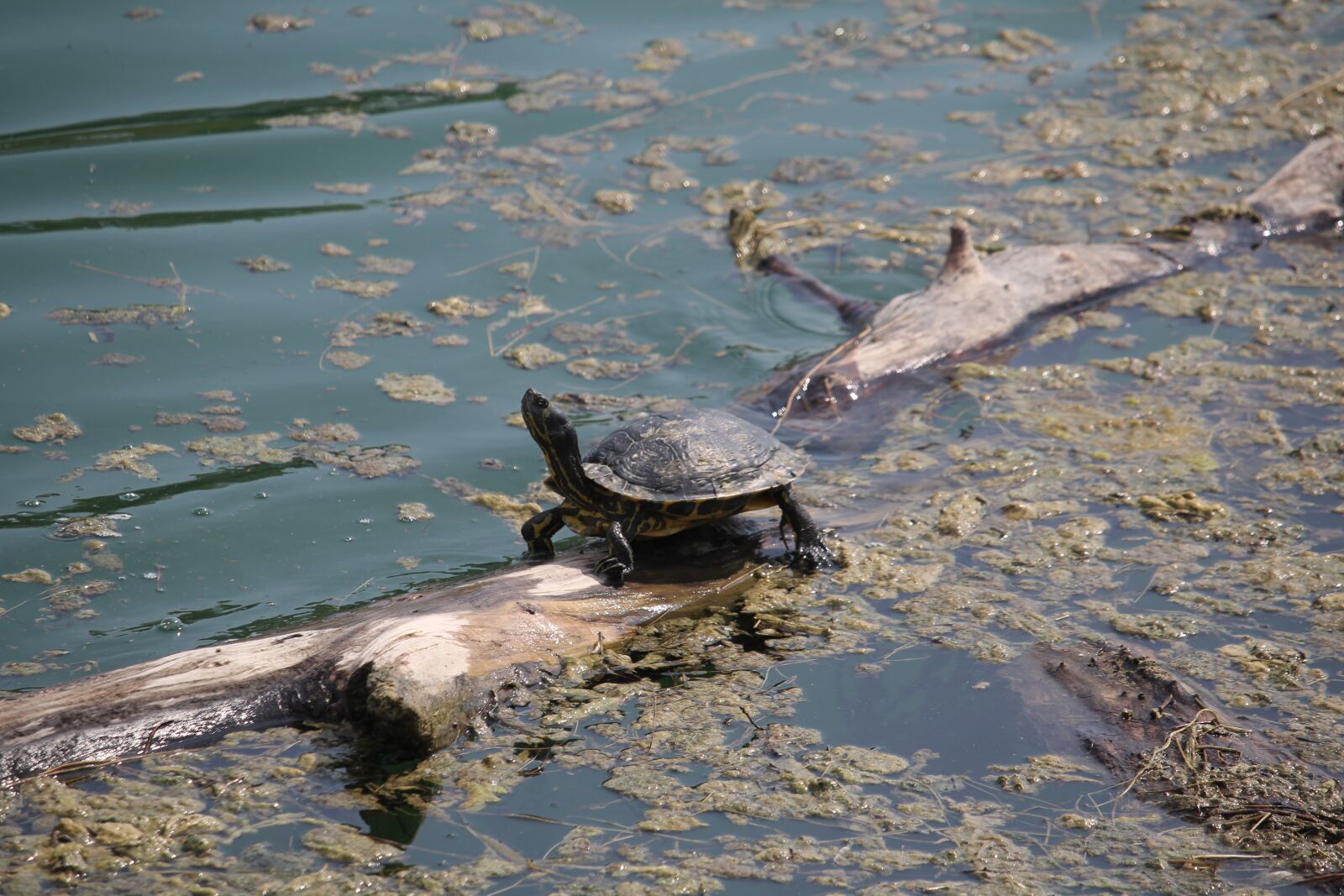 Canon EOS 60D + Canon EF-S 55-250mm F4-5.6 IS STM sample photo. Turtle, swamp, nature photography