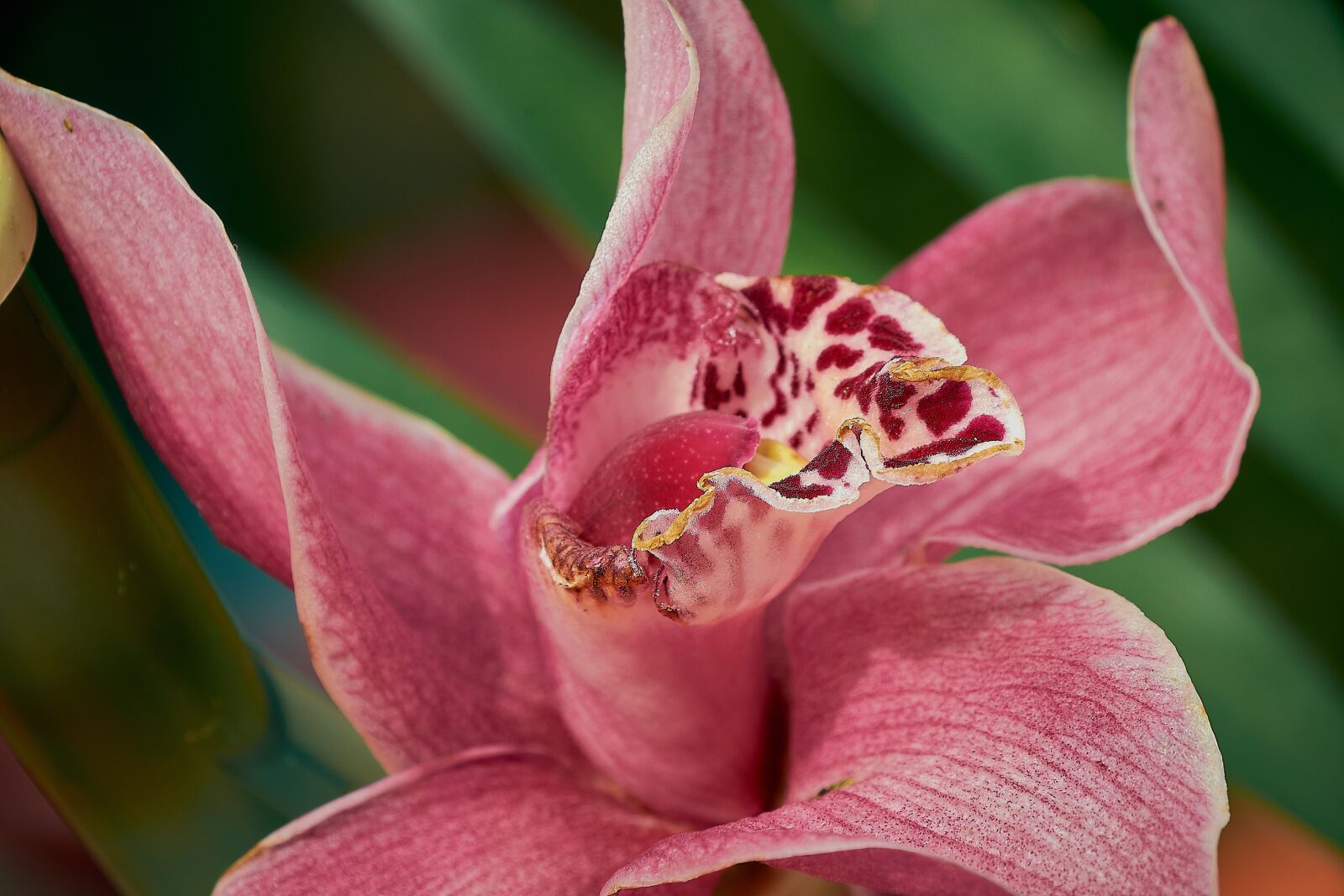 Nikon D7200 sample photo. Cymbidium, orchid, flower photography