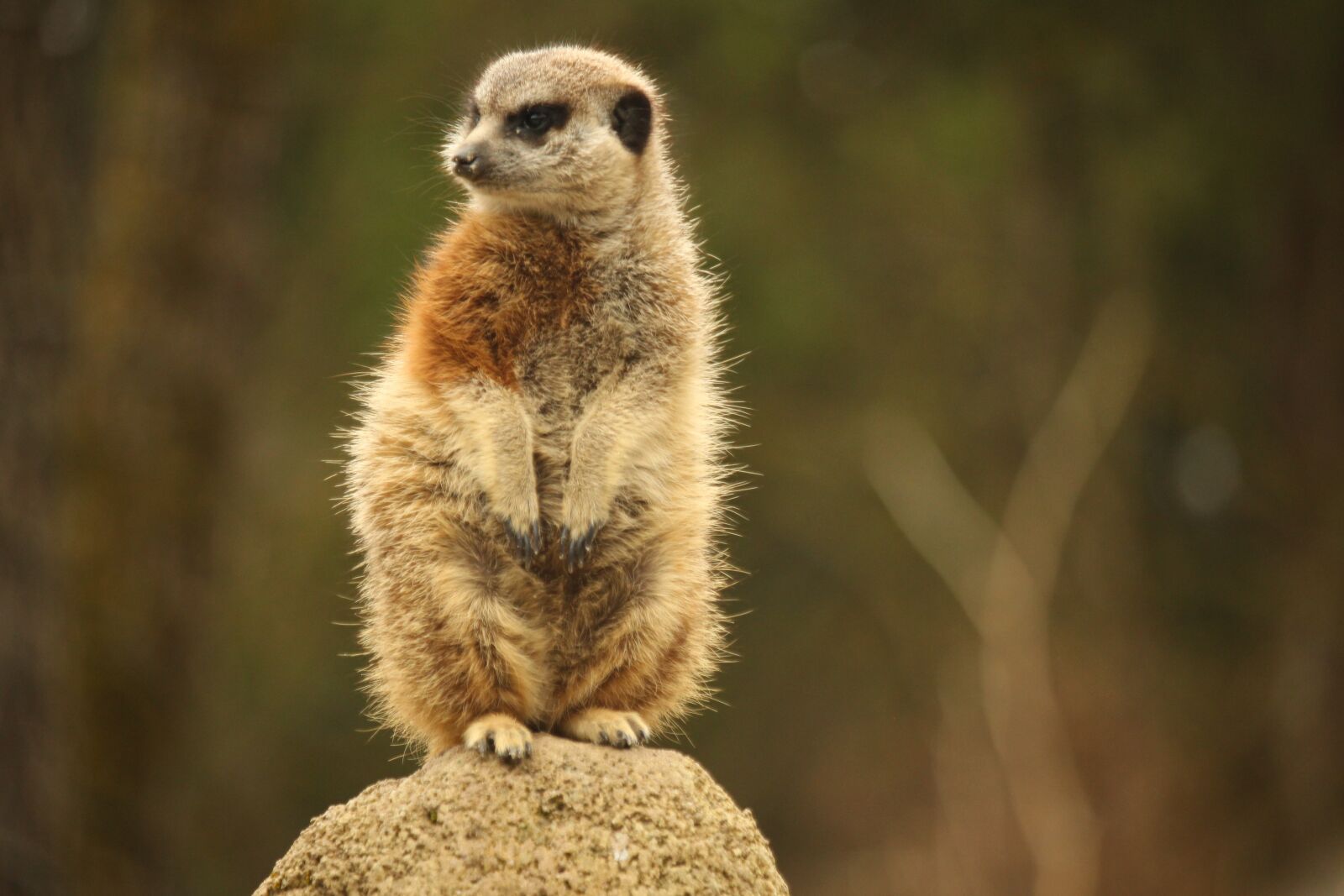 Canon EOS 700D (EOS Rebel T5i / EOS Kiss X7i) sample photo. Mongoose, zoo animal, meerkat photography