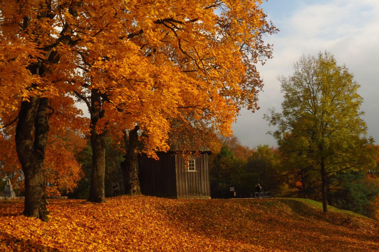Canon PowerShot SX40 HS sample photo. Autumn, trees, mood photography