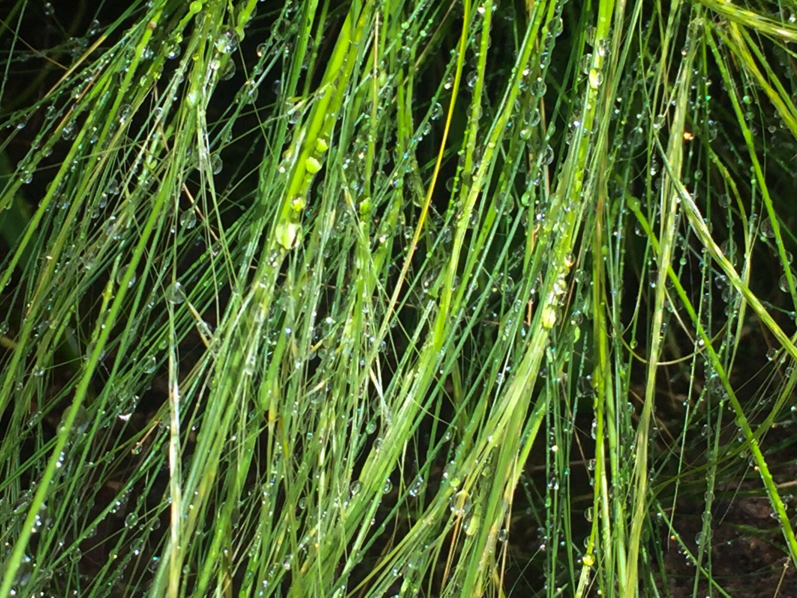 iPhone 6 back camera 4.15mm f/2.2 sample photo. Grass, green, nature photography