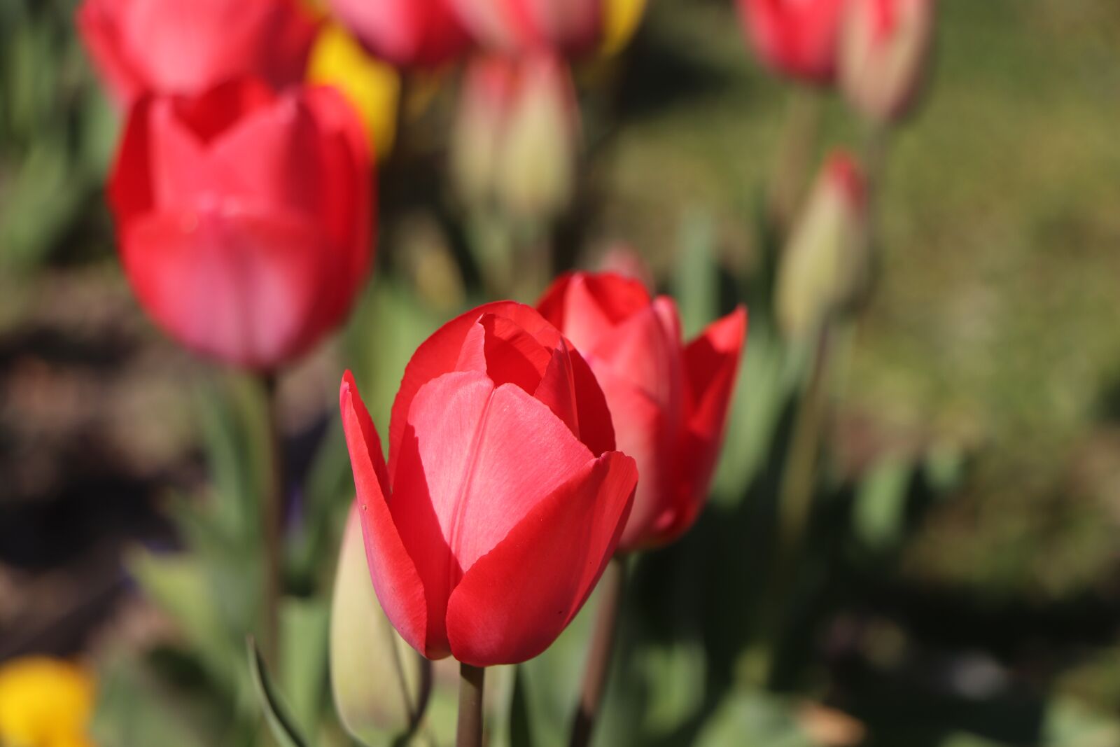 Canon EOS 77D (EOS 9000D / EOS 770D) + Canon EF-S 18-135mm F3.5-5.6 IS STM sample photo. Tulips, flower, green photography