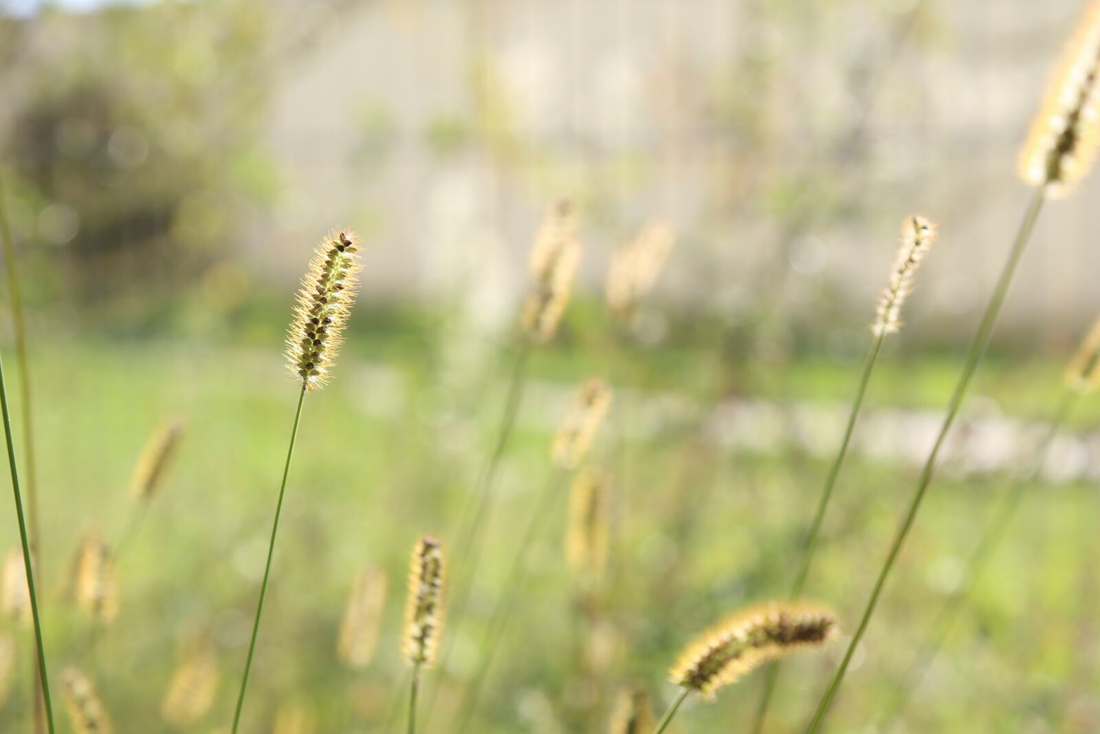 Canon EOS 6D + Canon EF 24-105mm F4L IS USM sample photo. Grass, summer, meadow photography