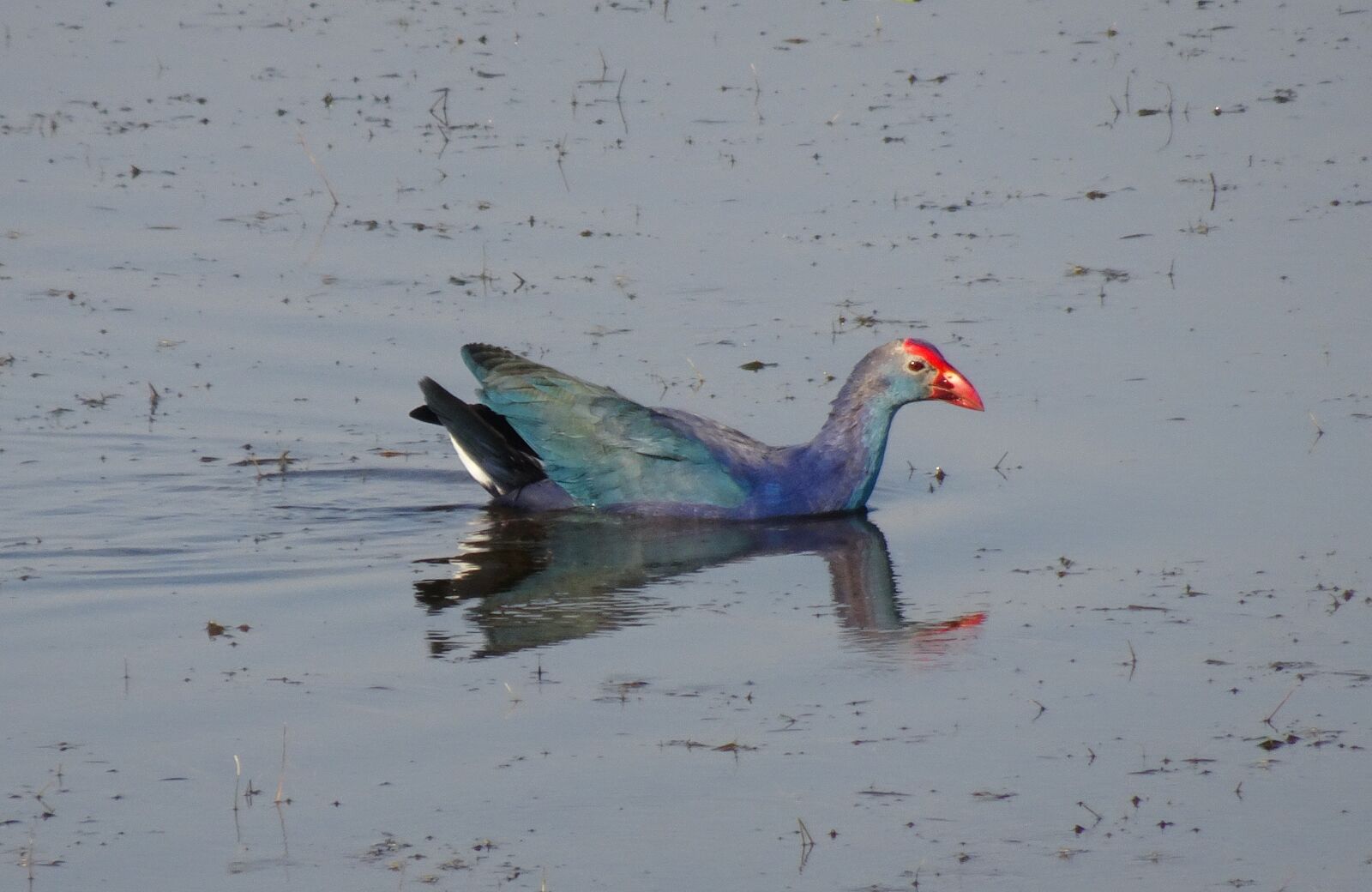 Sony Cyber-shot DSC-HX90V sample photo. Purple swamphen, purple moorhen photography