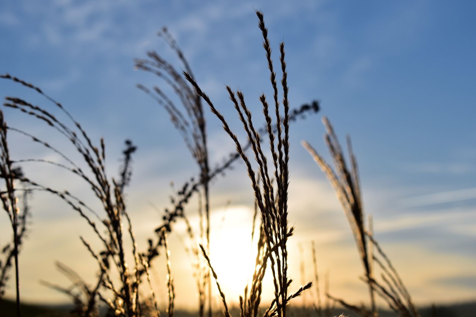 Nikon D5500 sample photo. Grasses, nature, backlighting photography